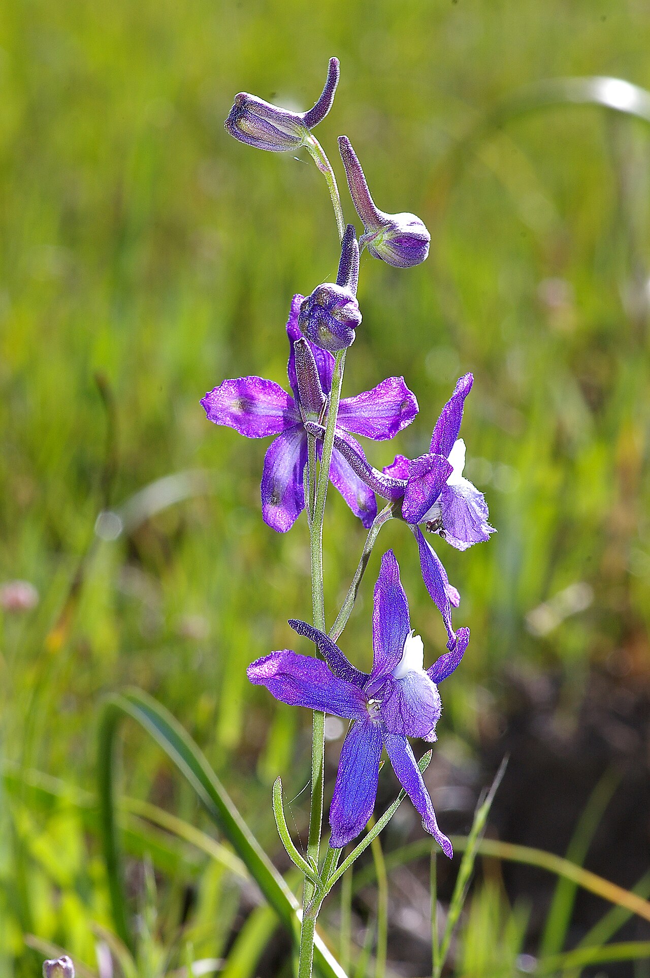 San Bernardino larkspur (Delphinium parryi) flowering stem with deep purple-blue spurred flowers in a San Luis Obispo County grassland