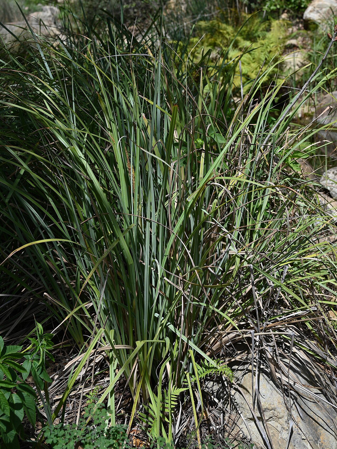 San Diego Sedge (Carex spissa) - PlantNative.org San Diego sedge (Carex spissa) forming a large arching clump of gray-green blades in a California garden