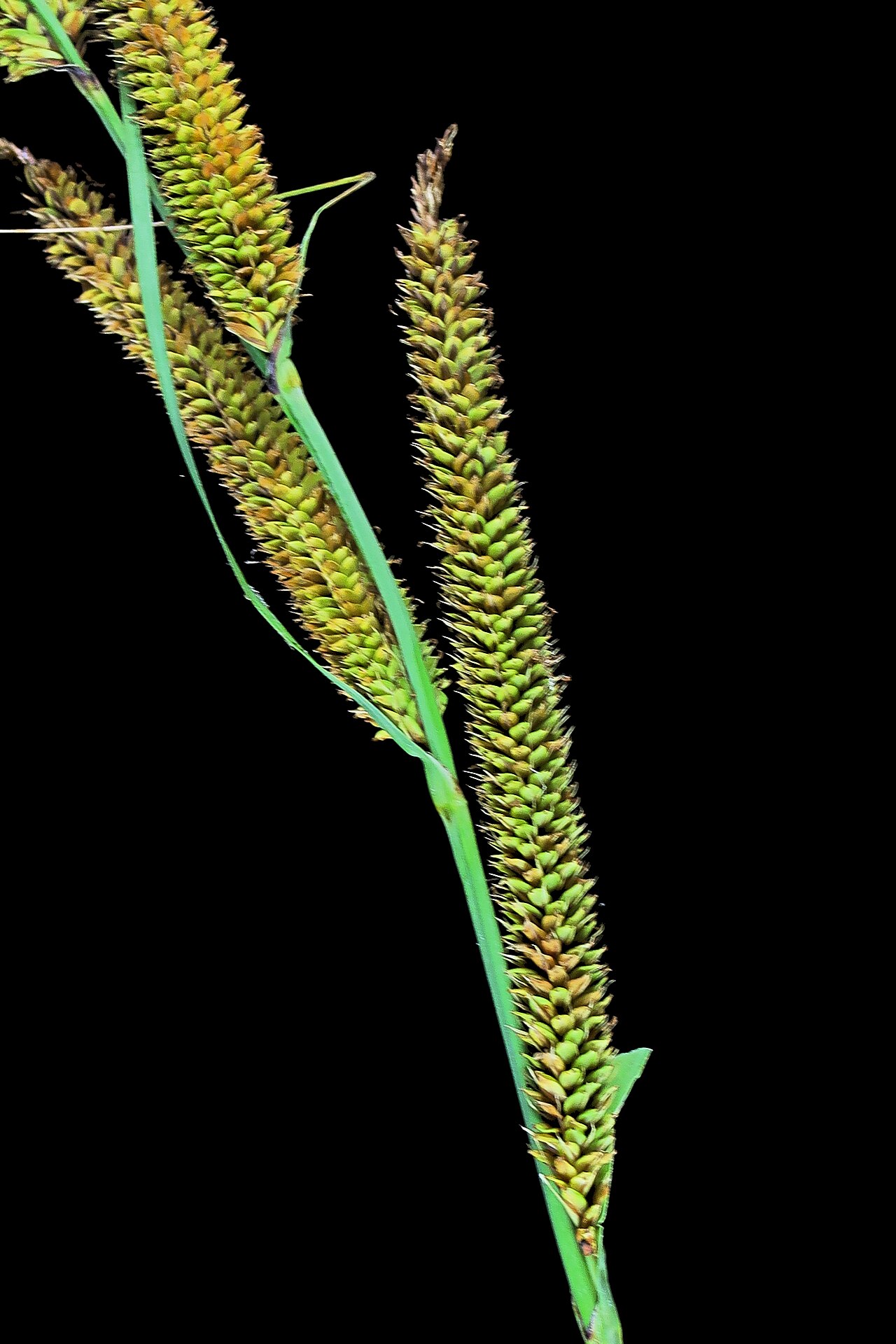 San Diego Sedge (Carex spissa) - PlantNative.org Close-up of San Diego sedge (Carex spissa) nodding brown seed spikes among gray-green strap-like leaves