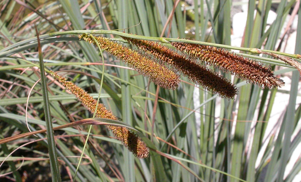 San Diego Sedge (Carex spissa) - PlantNative.org San Diego sedge (Carex spissa) seed spikes photographed in close detail against a dark background