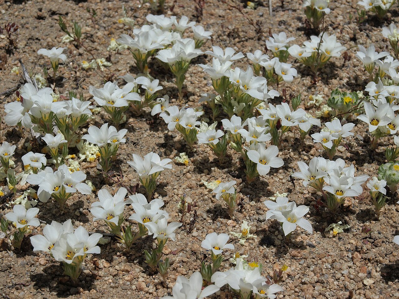 Close-up of sand blossoms (Linanthus parryae) flowers showing five white petals with yellow and purple throat markings