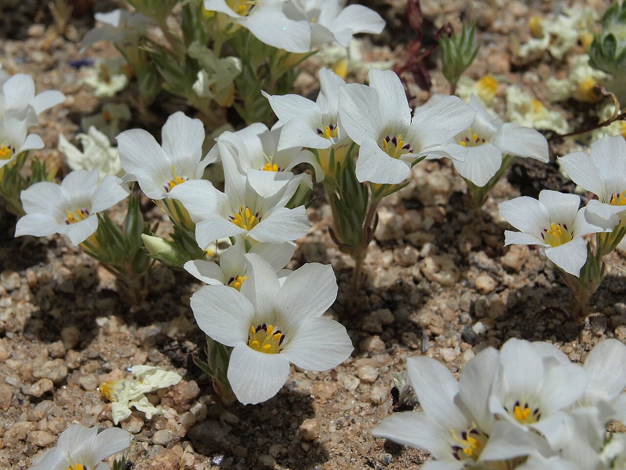 Sand blossoms (Linanthus parryae) carpeting a gravelly desert slope with white, five-petaled flowers
