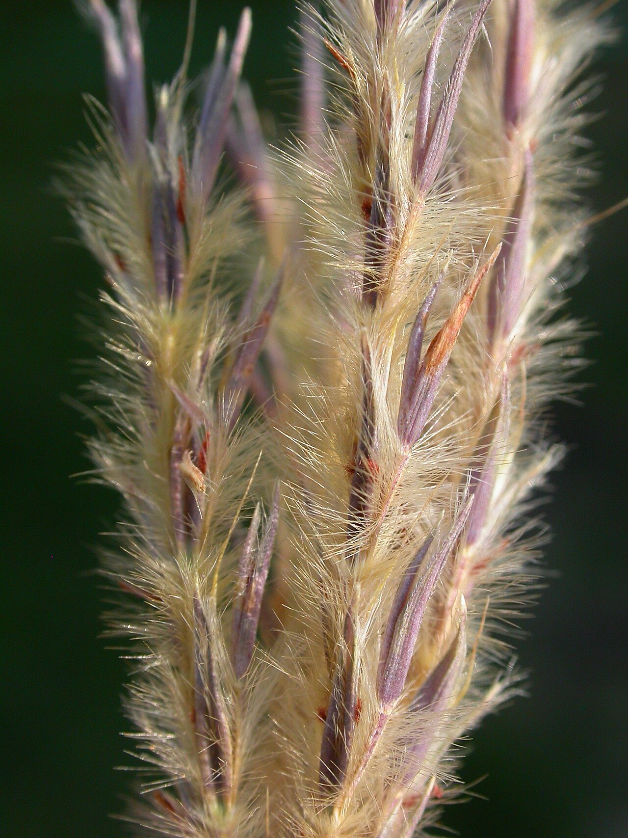 Sand Bluestem (Andropogon hallii) - PlantNative.org Sand bluestem (Andropogon hallii) growing in native rangeland habitat in Montana