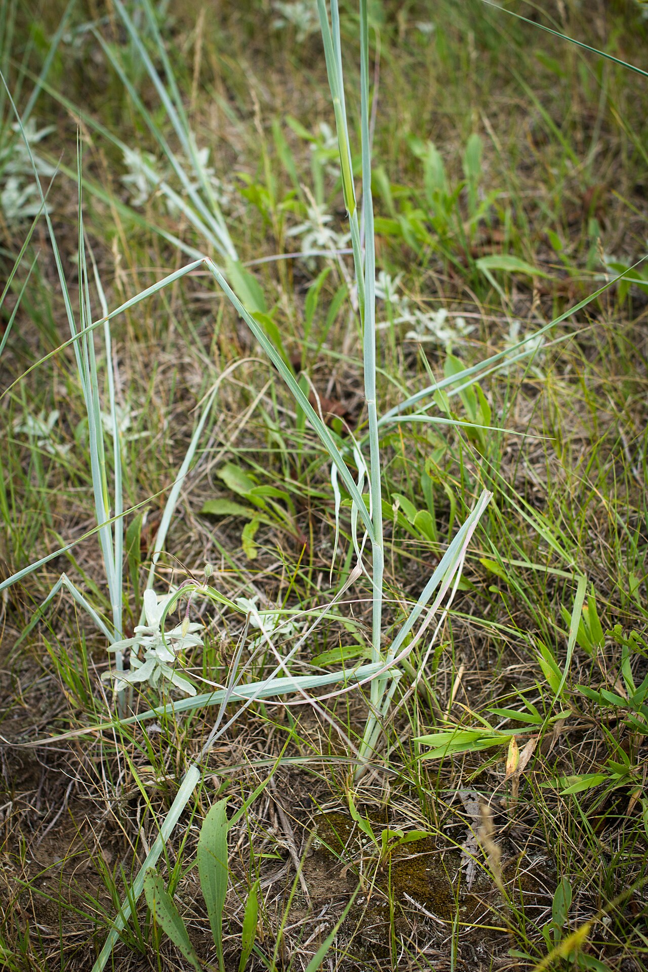 Sand Bluestem (Andropogon hallii) - PlantNative.org Sand bluestem (Andropogon hallii) tall bunchgrass with silvery-blue stems and fluffy seed heads in a prairie