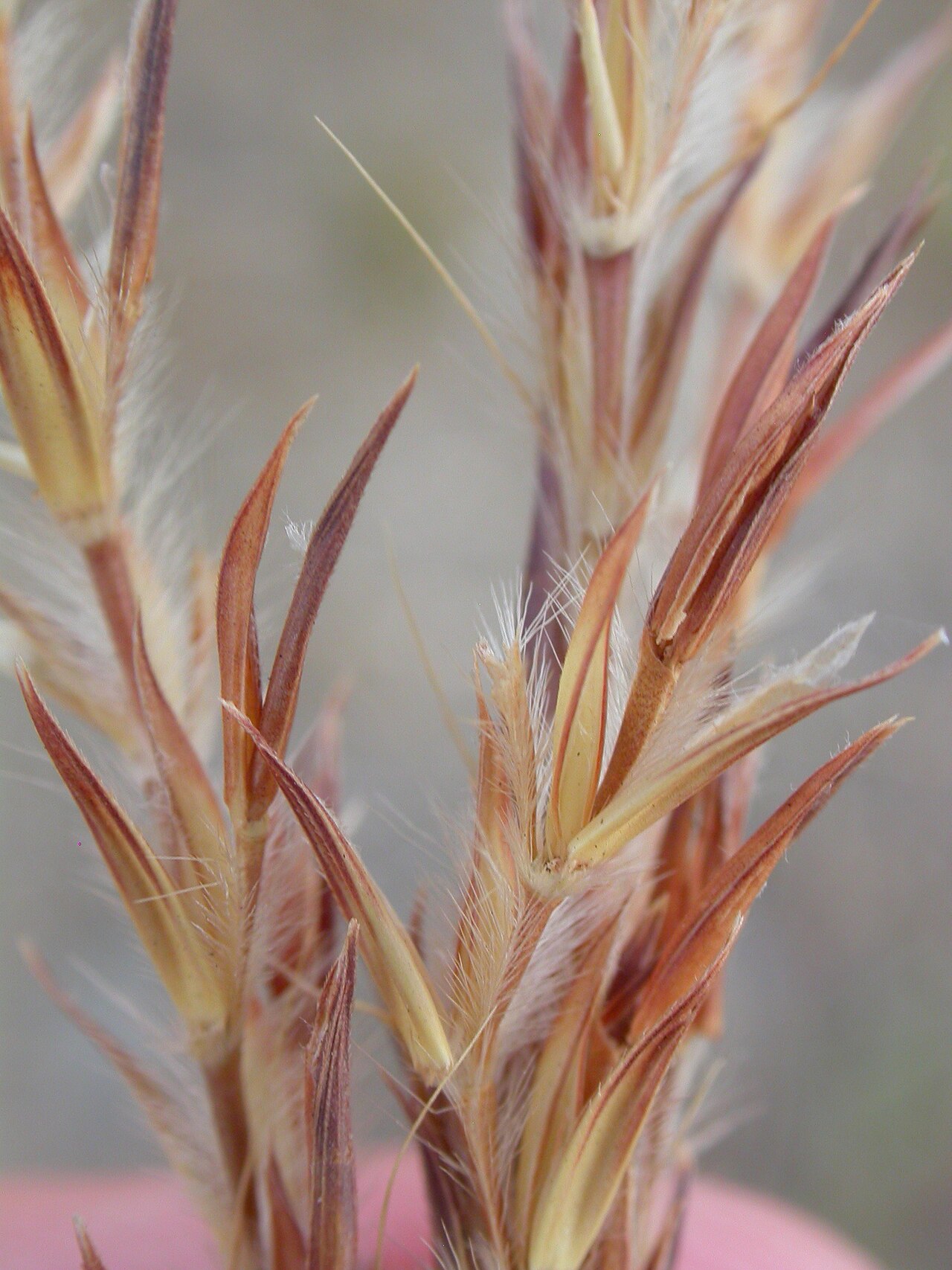 Sand Bluestem (Andropogon hallii) - PlantNative.org Close-up of sand bluestem (Andropogon hallii) paired spikelets with long silvery hairs