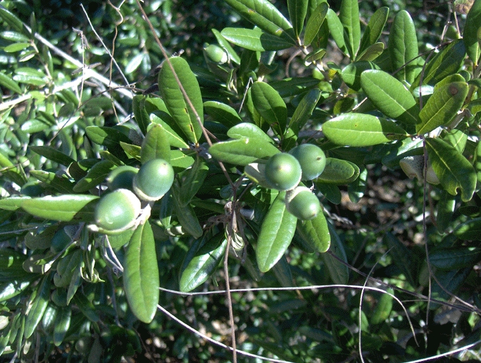 Sand Live Oak (Quercus geminata) - PlantNative.org Paired green acorns and narrow, thick leaves of Sand Live Oak (Quercus geminata)