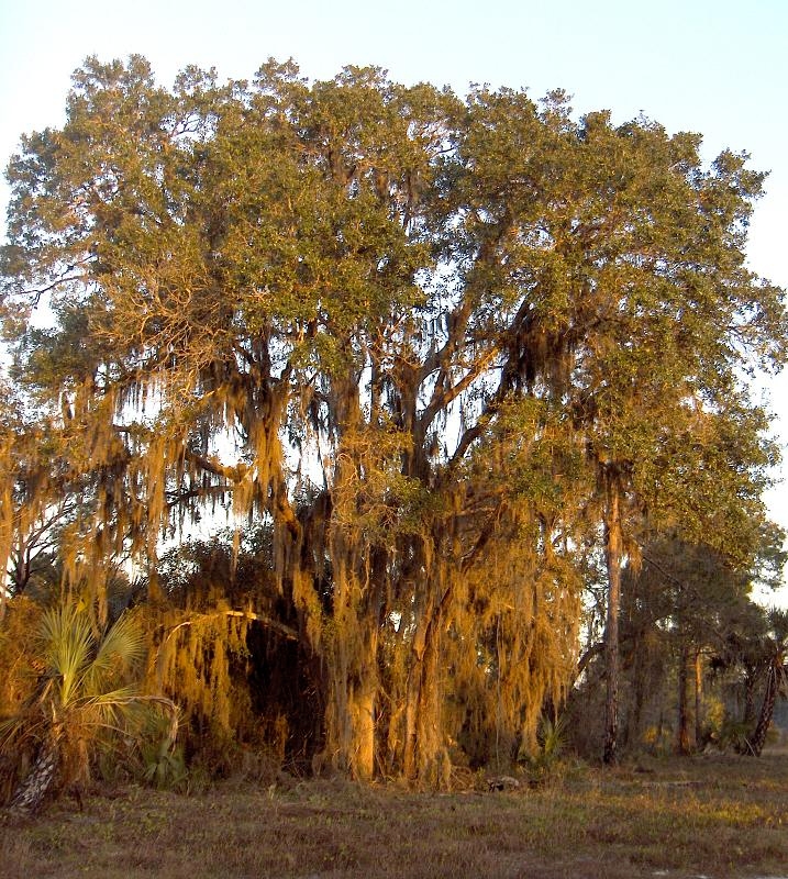 Sand Live Oak (Quercus geminata) - PlantNative.org Mature Sand Live Oak (Quercus geminata) draped in Spanish moss at sunrise in a Florida scrub landscape