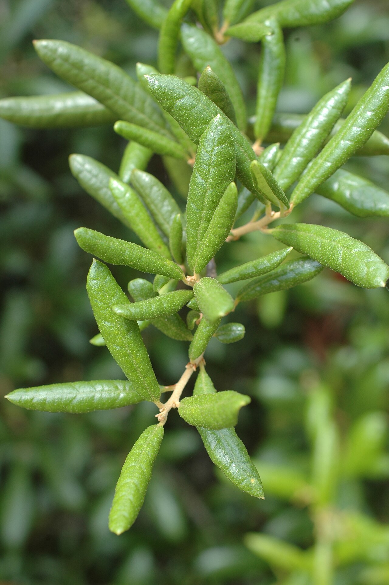 Sand Live Oak (Quercus geminata) - PlantNative.org Close-up of narrow, thick, revolute-margined evergreen leaves of Sand Live Oak (Quercus geminata)