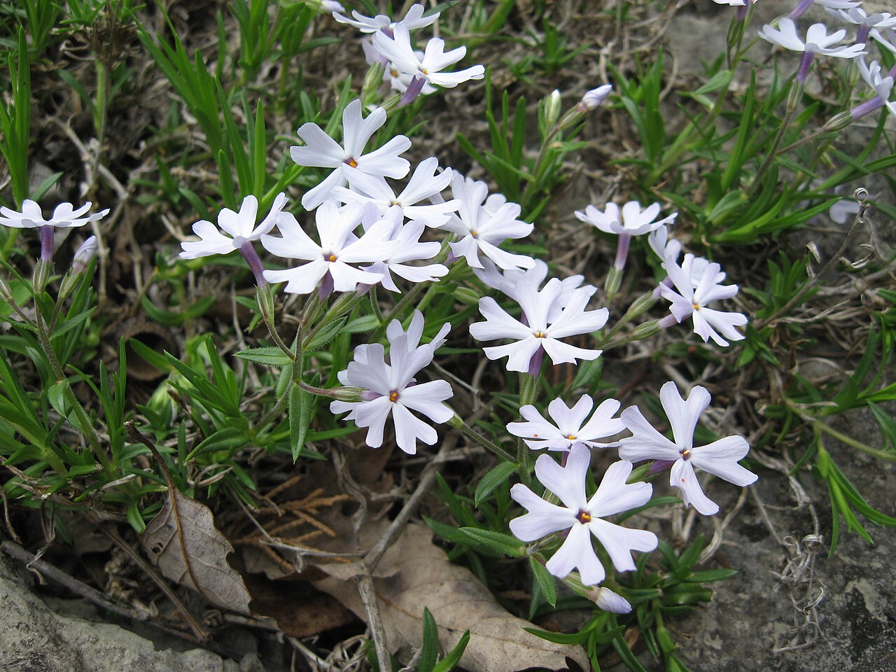 Sand Phlox (Phlox bifida) - PlantNative.org Sand Phlox (Phlox bifida) flowering on a limestone cliff ledge in Kentucky, with notched pale lavender petals