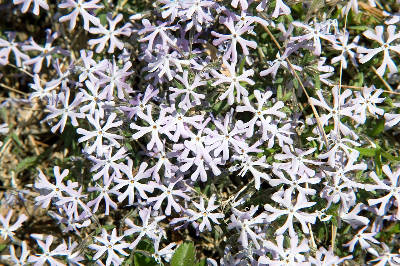 Sand Phlox (Phlox bifida) - PlantNative.org Close-up of Sand Phlox (Phlox bifida) flowers showing the deeply notched, forked petal tips