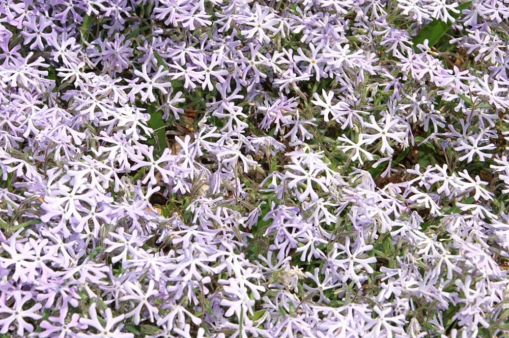 Sand Phlox (Phlox bifida) - PlantNative.org A dense flowering mat of Sand Phlox (Phlox bifida) showing its low, spreading growth habit