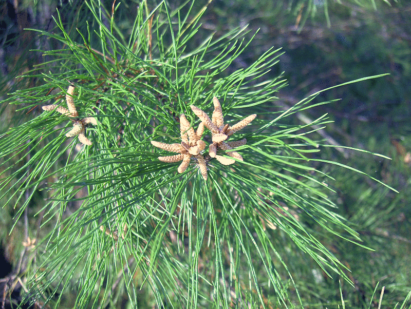 Sand Pine (Pinus clausa) - PlantNative.org Close-up of Sand Pine foliage showing needles in bundles of two and clusters of small yellowish pollen cones