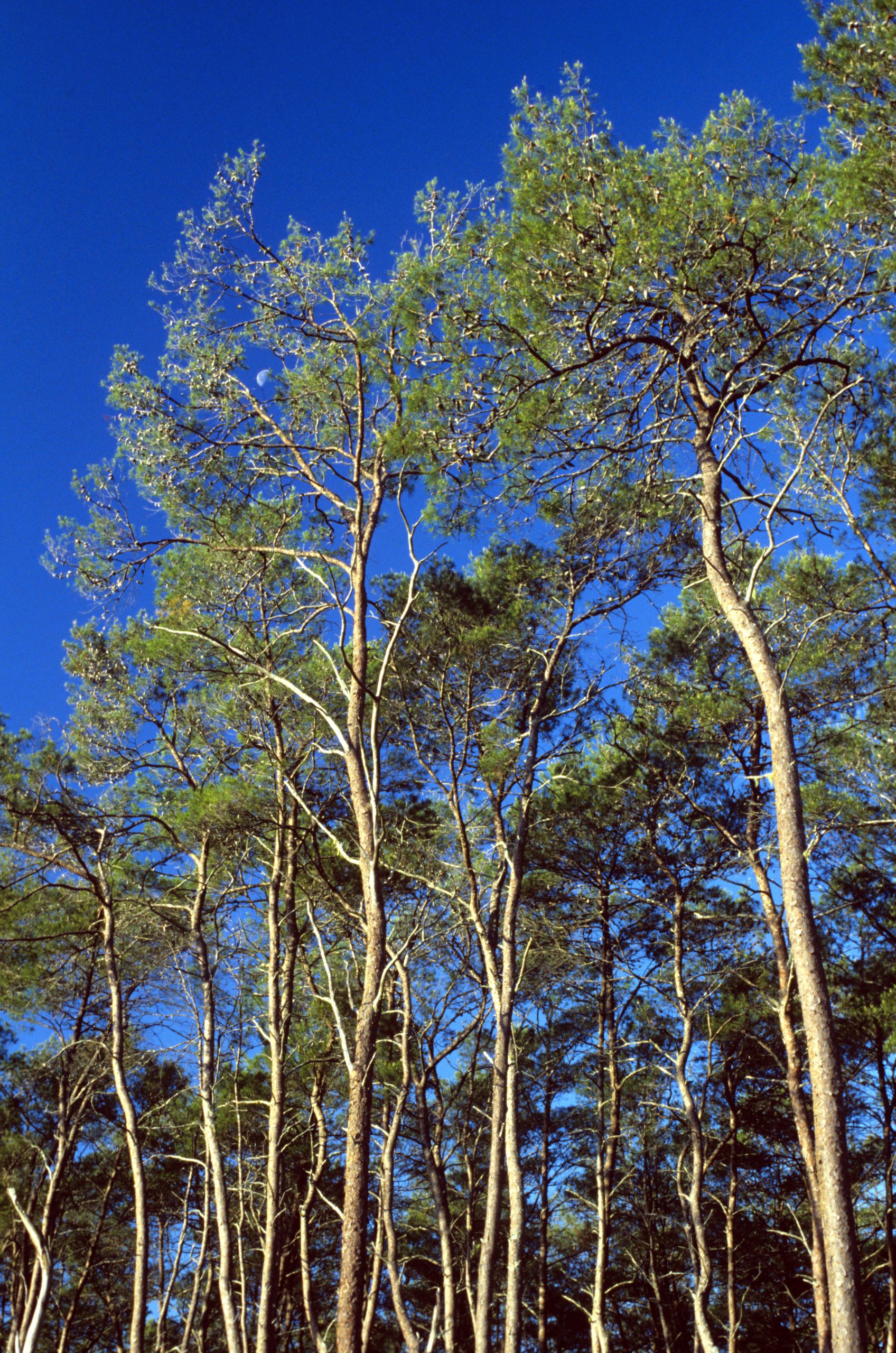 Sand Pine (Pinus clausa) - PlantNative.org A grove of Sand Pine (Pinus clausa) trees with tall slender trunks and open crowns against a blue sky