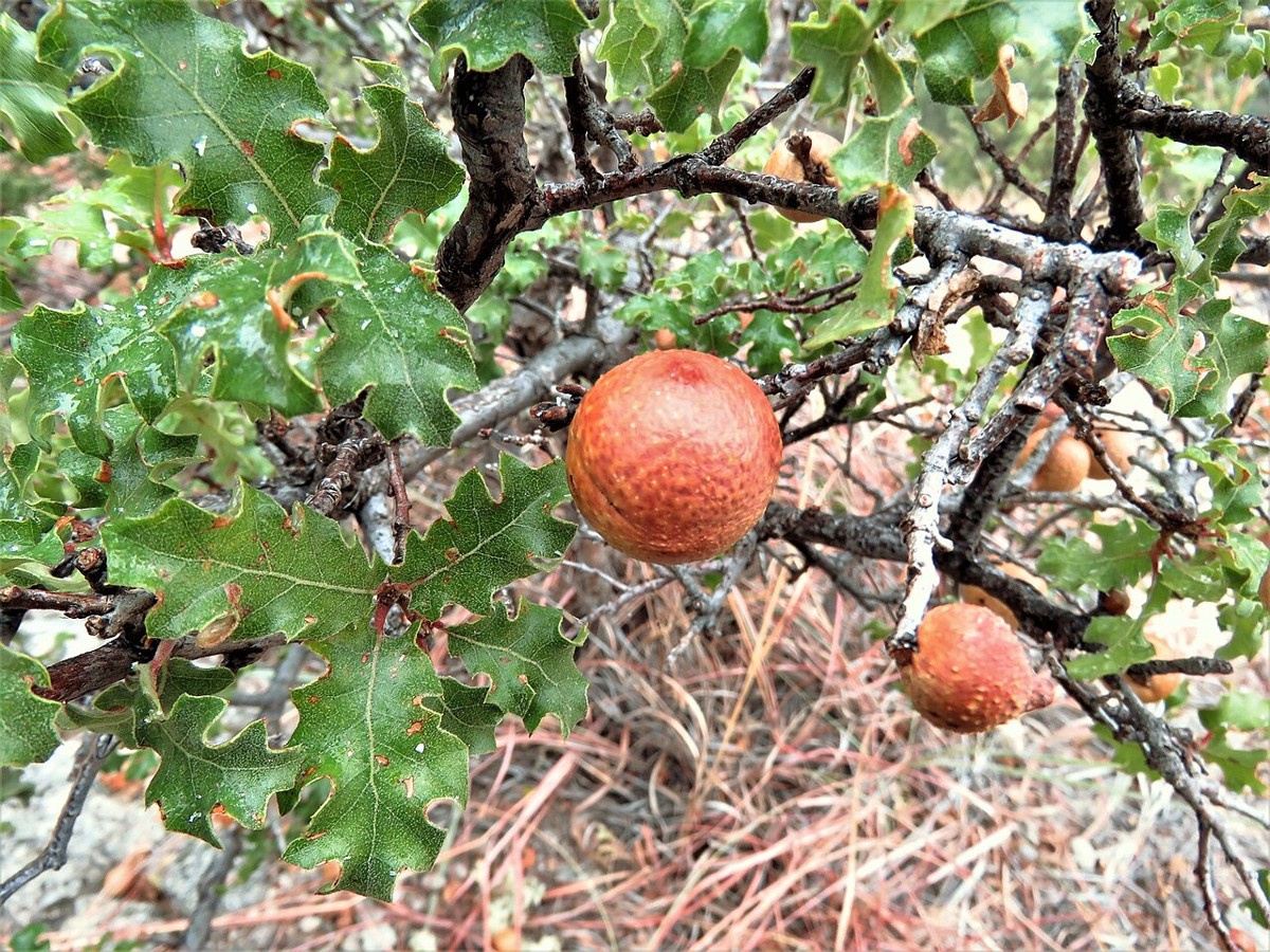 Sandpaper Oak (Quercus pungens) branch with wavy-lobed, rough green leaves and reddish oak galls