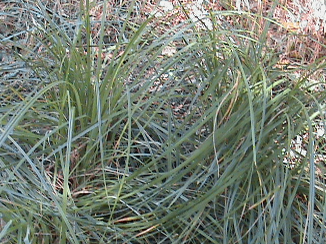 Santa Barbara Sedge (Carex barbarae) - PlantNative.org A mature, fountain-shaped clump of Santa Barbara Sedge (Carex barbarae) with arching gray-green foliage