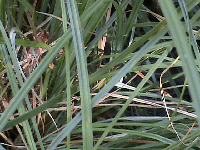 Santa Barbara Sedge (Carex barbarae) - PlantNative.org Close-up of the narrow, arching, gray-green leaf blades of Santa Barbara Sedge (Carex barbarae)