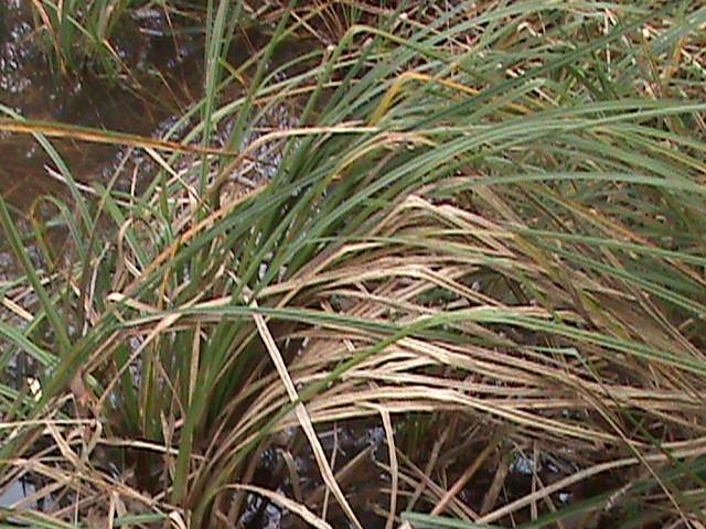 Santa Barbara Sedge (Carex barbarae) - PlantNative.org Santa Barbara Sedge (Carex barbarae) growing along the edge of a stream in dense, arching clumps