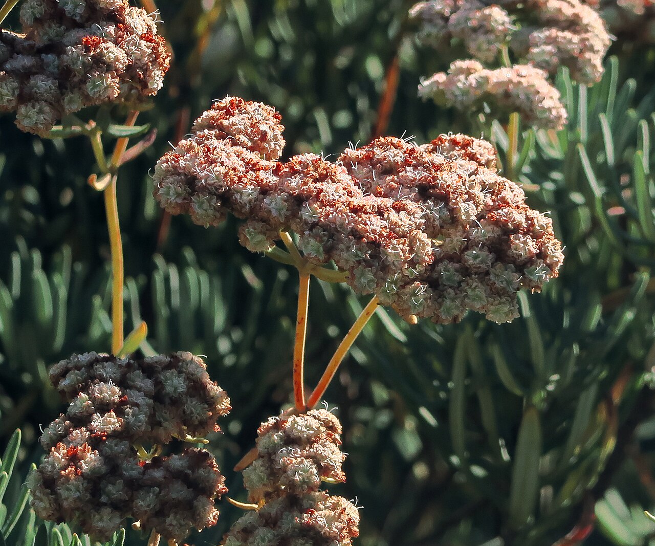 Santa Cruz Island Buckwheat (Eriogonum arborescens) - PlantNative.org Close-up of Santa Cruz Island buckwheat (Eriogonum arborescens) flower clusters with reddish stamens and orange-tinged flower stalks