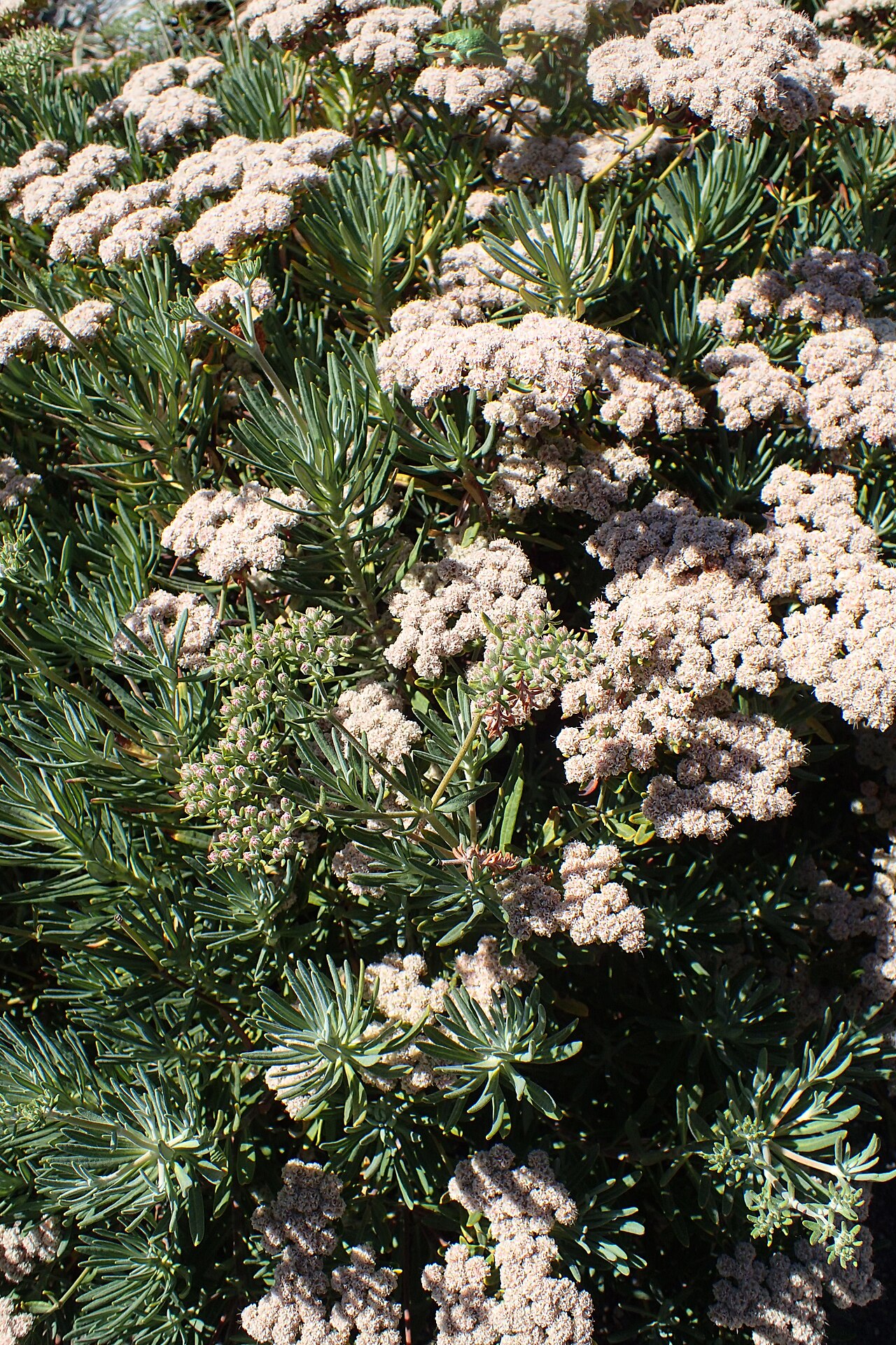 Santa Cruz Island Buckwheat (Eriogonum arborescens) - PlantNative.org Mounding Santa Cruz Island buckwheat (Eriogonum arborescens) shrub covered in rounded cream flower clusters above needle-like gray-green leaves