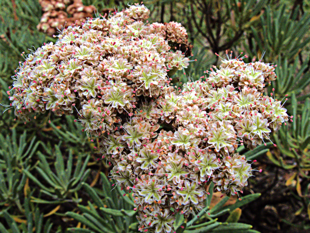 Santa Cruz Island Buckwheat (Eriogonum arborescens) - PlantNative.org Aging cream and brown flower clusters of Santa Cruz Island buckwheat (Eriogonum arborescens) with fine needle-like foliage