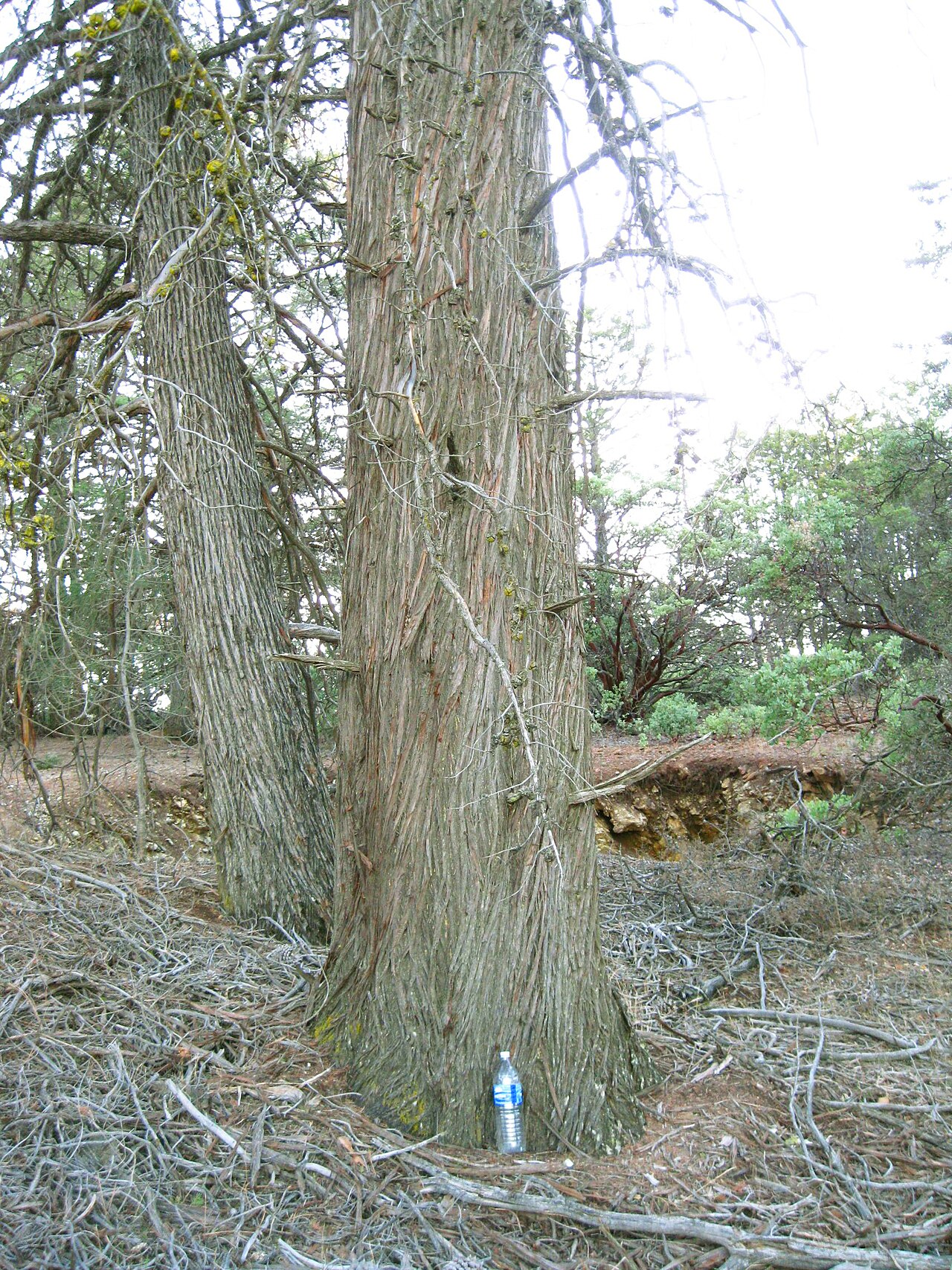Sargent Cypress (Hesperocyparis sargentii) - PlantNative.org Sargent cypress (Hesperocyparis sargentii) trunks showing fibrous, longitudinally furrowed bark on Cedar Mountain Ridge, Alameda County, California