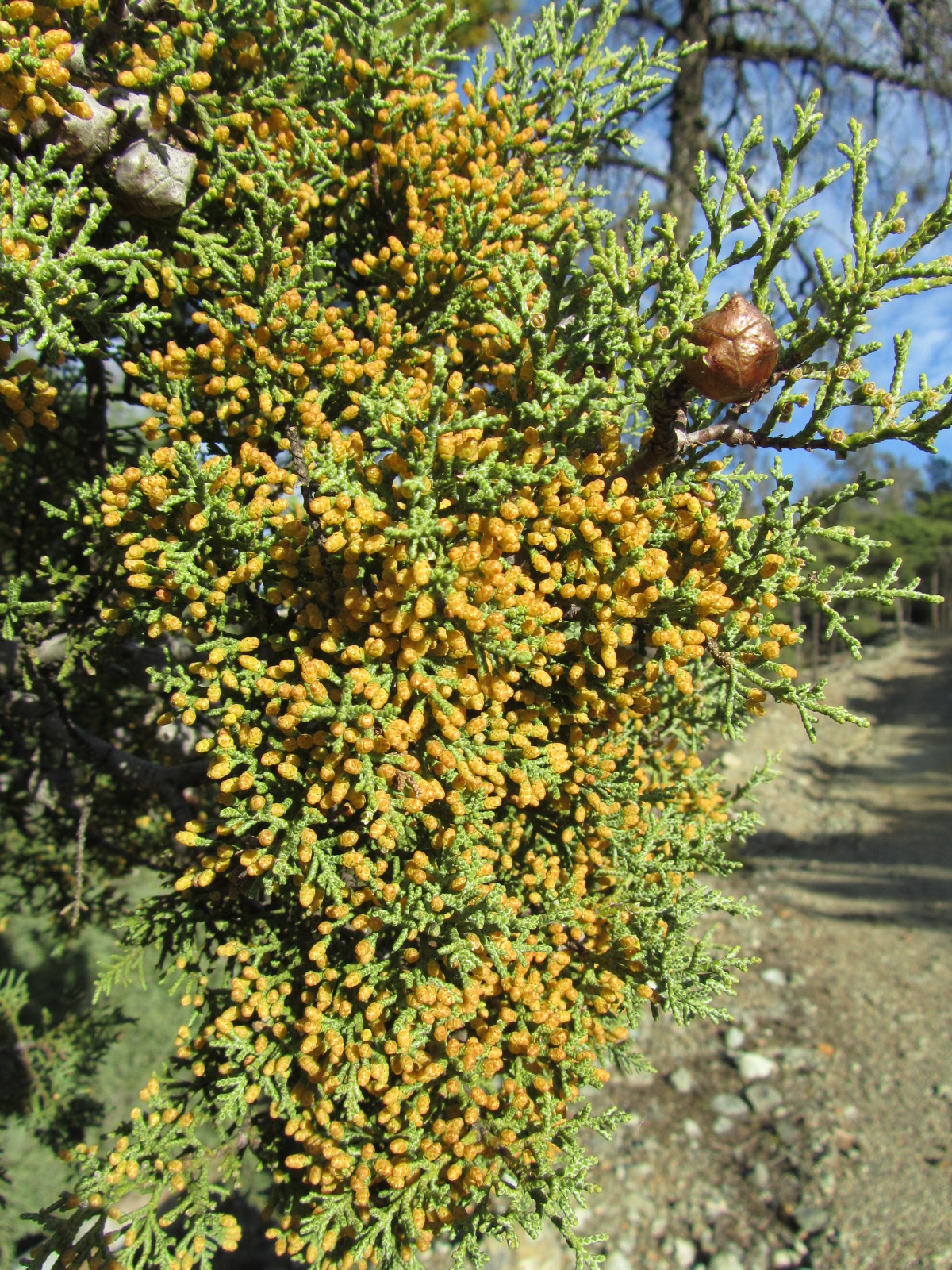 Sargent Cypress (Hesperocyparis sargentii) - PlantNative.org Sargent cypress (Hesperocyparis sargentii) branch covered in orange-gold staminate pollen cones with a mature seed cone