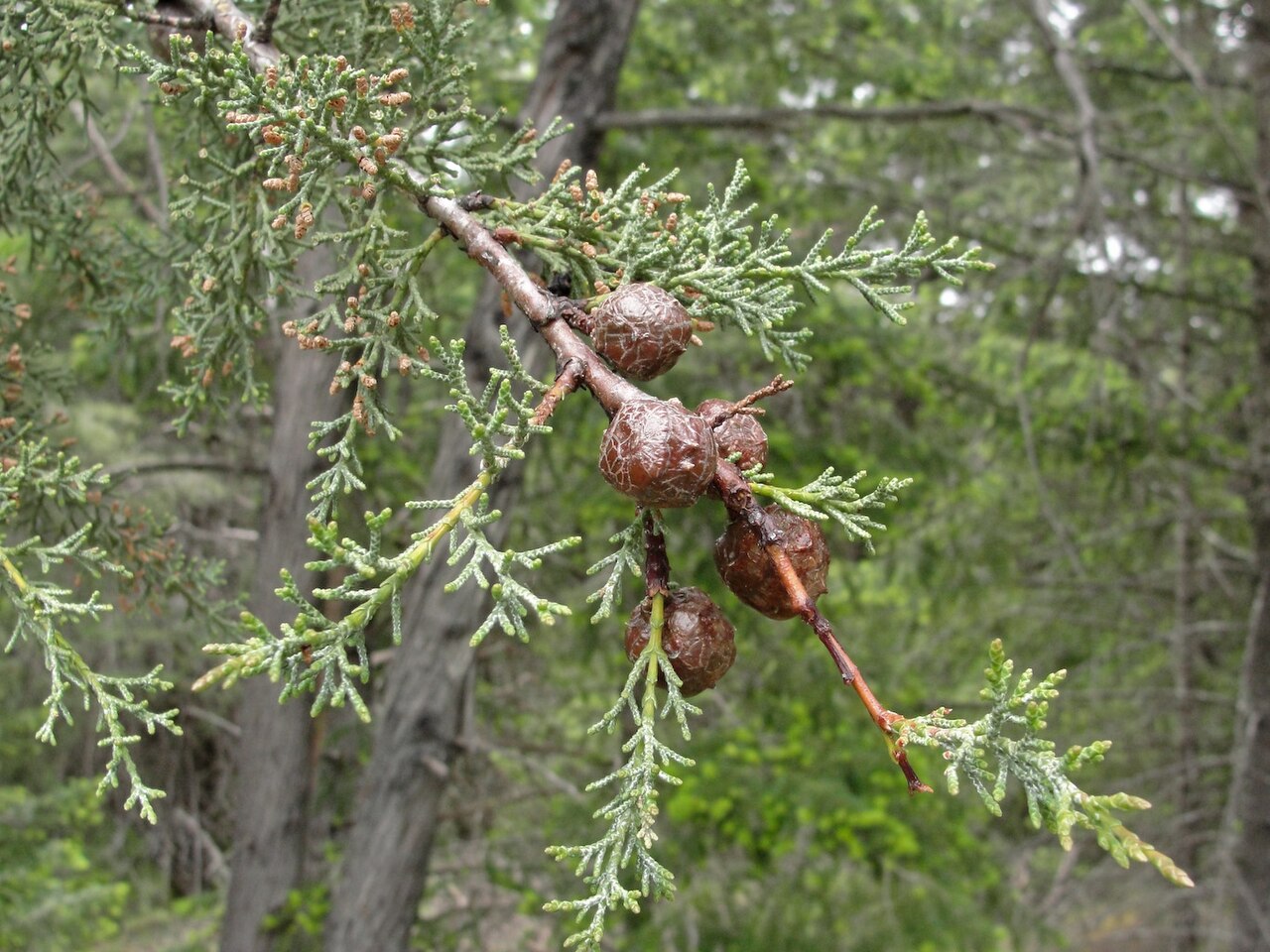 Sargent Cypress (Hesperocyparis sargentii) - PlantNative.org Close-up of Sargent cypress (Hesperocyparis sargentii) scale-like blue-green foliage with round, knobby seed cones