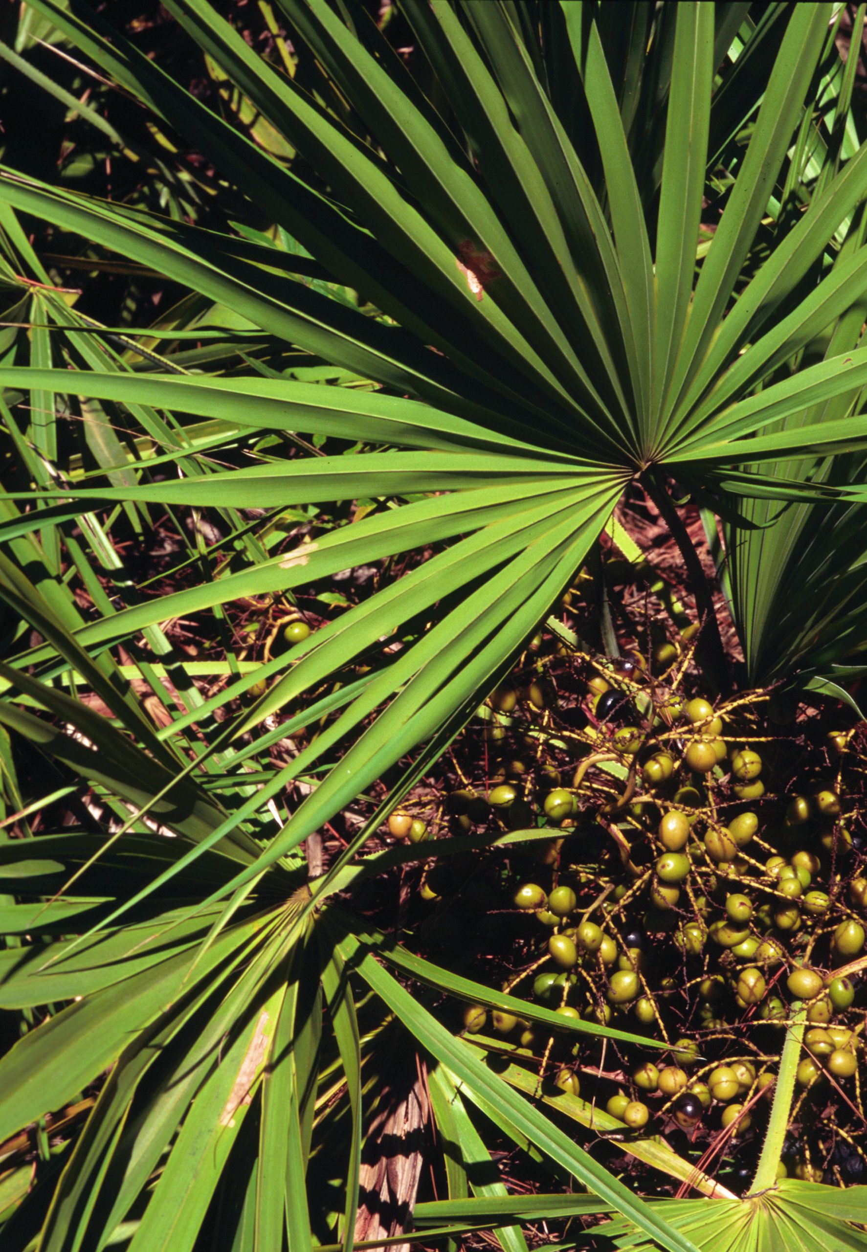 Saw Palmetto (Serenoa repens) - PlantNative.org Clusters of ripening green and black saw palmetto (Serenoa repens) fruit nestled among the fan-shaped leaves