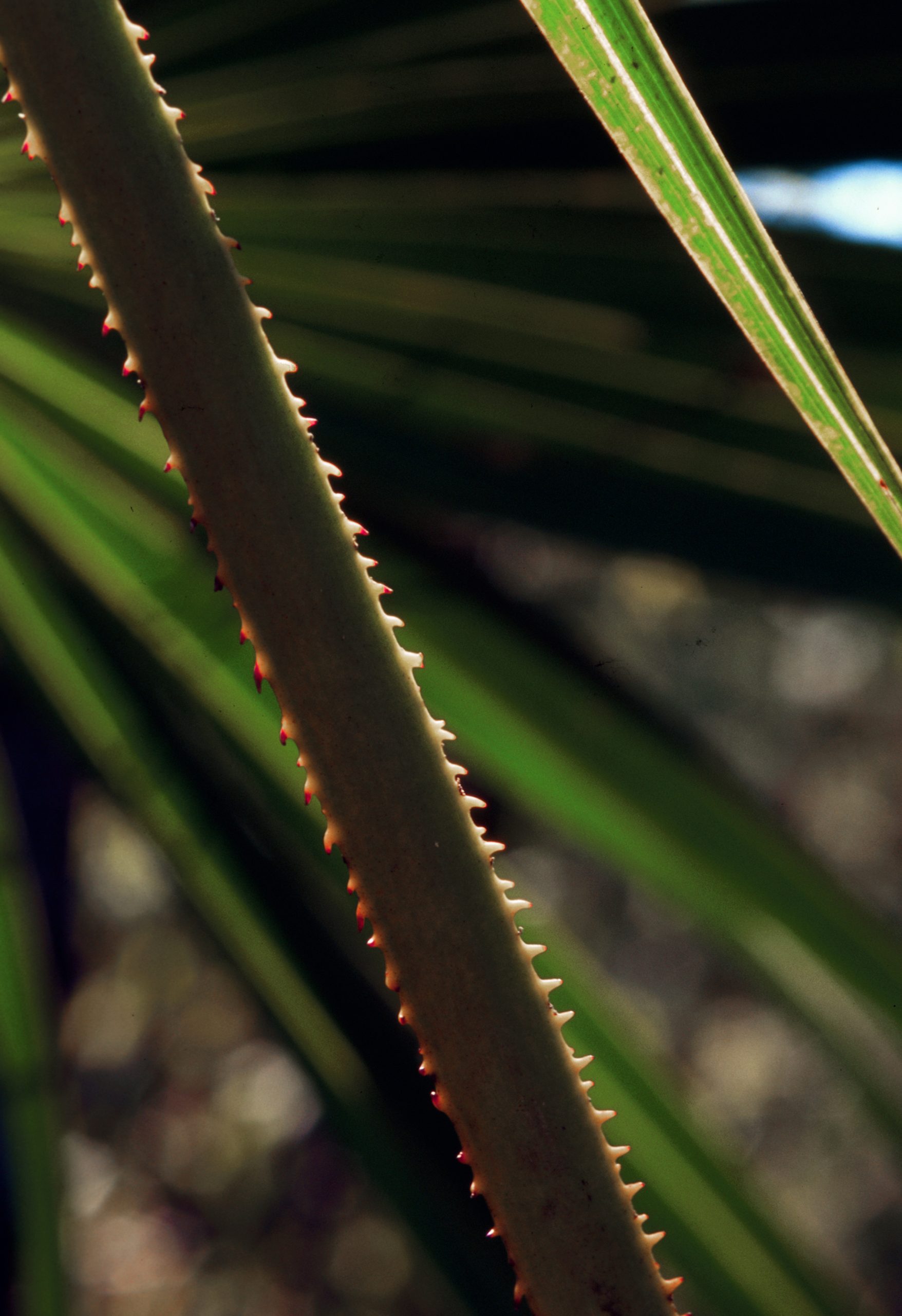 Saw Palmetto (Serenoa repens) - PlantNative.org Close-up of the sharp, forward-pointing saw teeth along a saw palmetto (Serenoa repens) leaf petiole