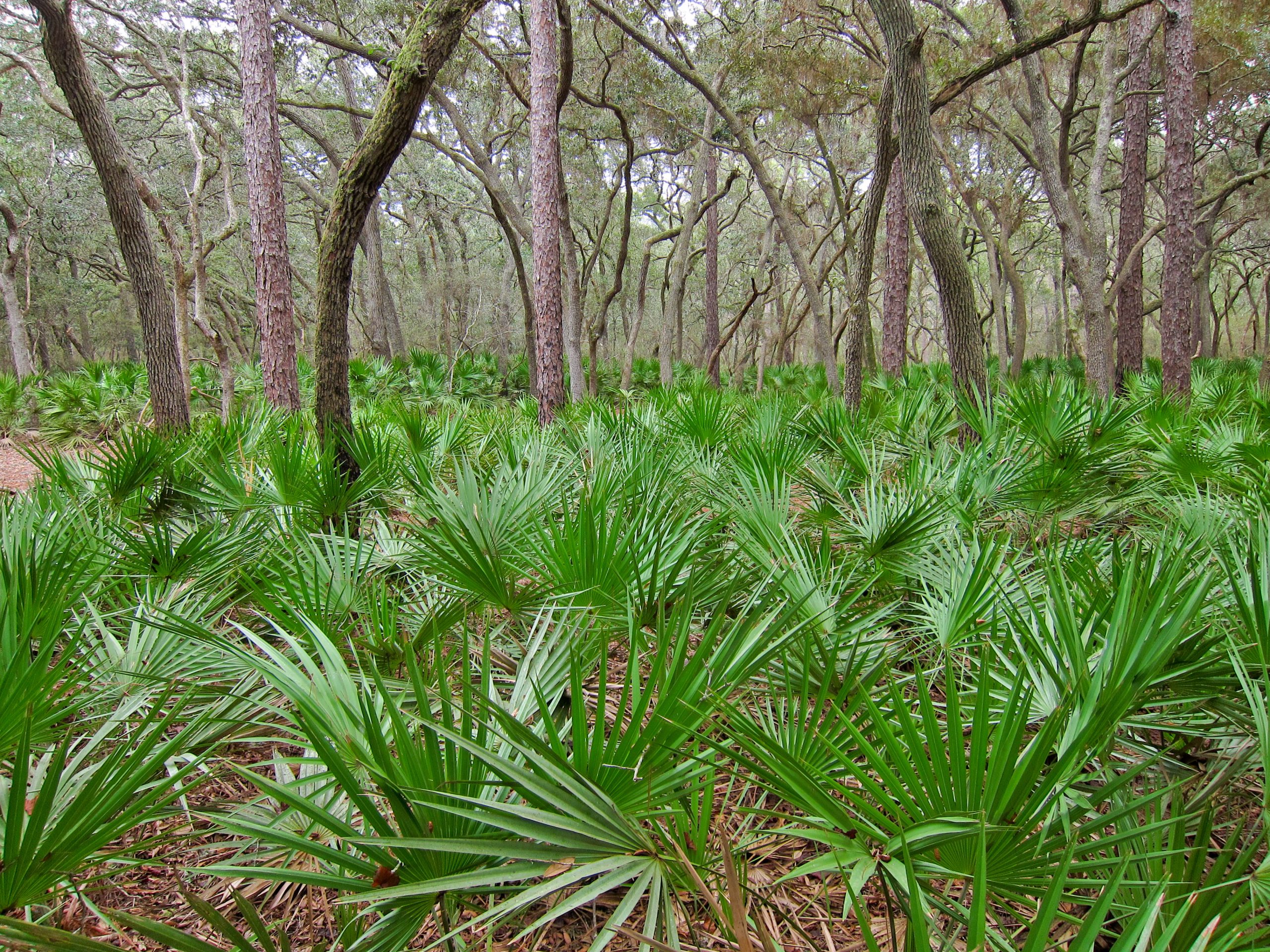 Saw Palmetto (Serenoa repens) - PlantNative.org Dense groundcover of saw palmetto (Serenoa repens) beneath live oaks and pines at Manatee Springs State Park, Florida