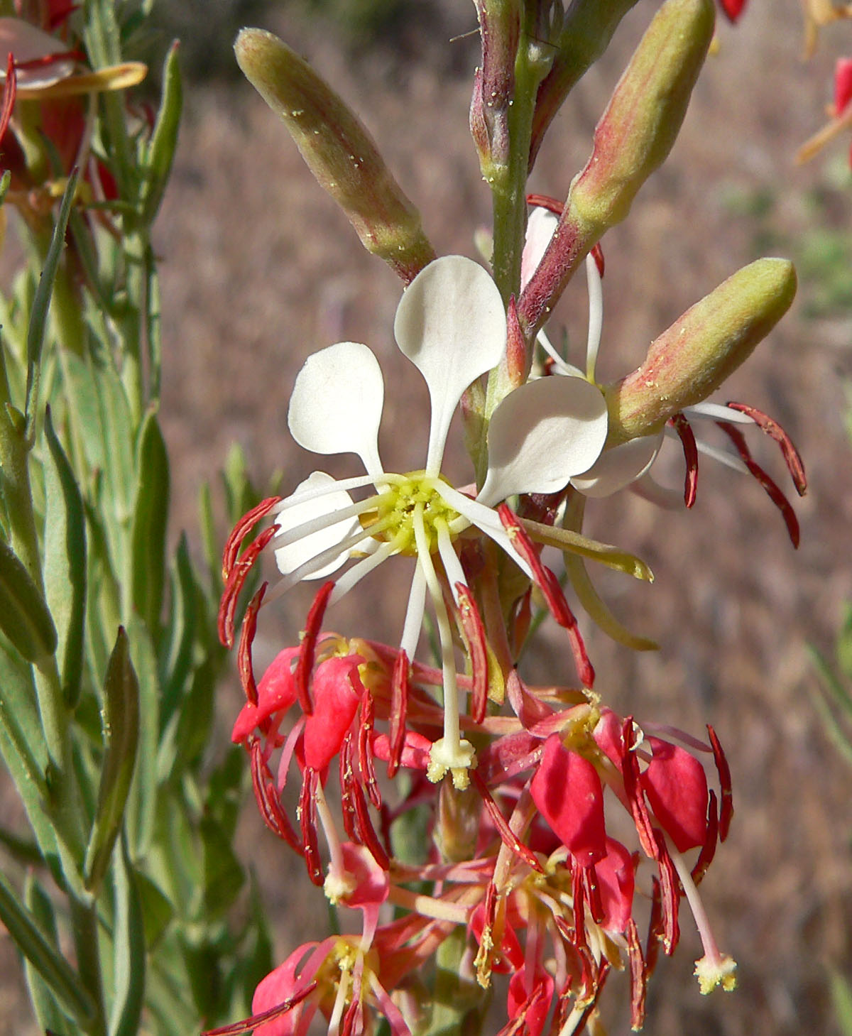 Close-up of a scarlet beeblossom flower showing white spoon-shaped petals and long stamens with red anthers