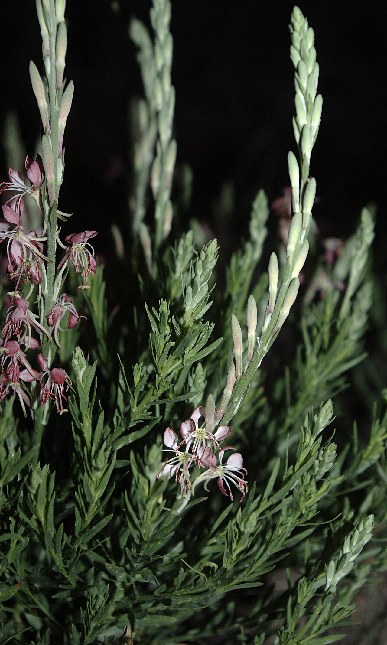 Scarlet beeblossom (Oenothera suffrutescens) clump showing narrow gray-green leaves and upright flowering spikes