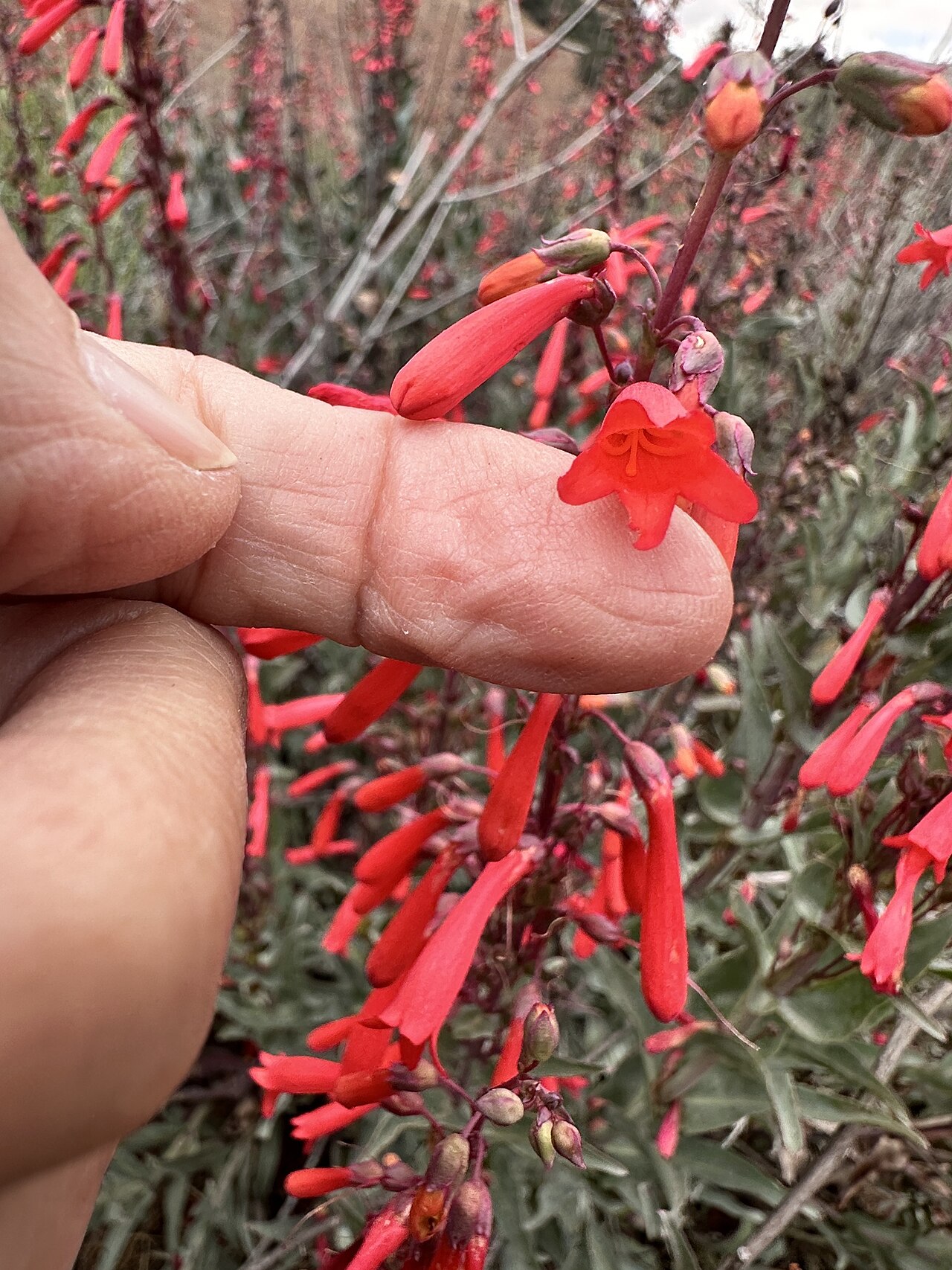 Close-up of a single scarlet bugler (Penstemon centranthifolius) flower showing its narrow red tubular shape, held against a finger for scale