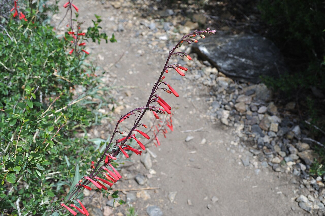 Scarlet bugler (Penstemon centranthifolius) flowering stalk beside a dry mountain trail in the Angeles National Forest, California