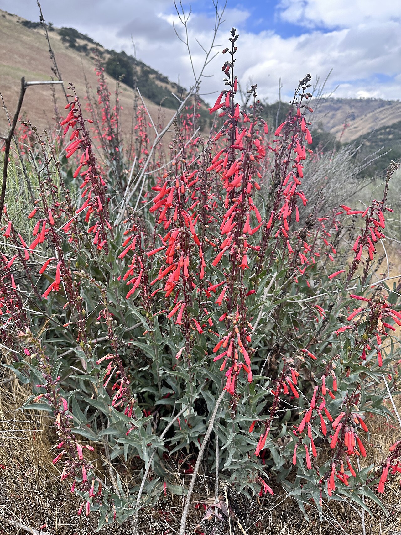 Scarlet bugler (Penstemon centranthifolius) shrubby clump covered in tubular red-orange flowers on a dry California hillside