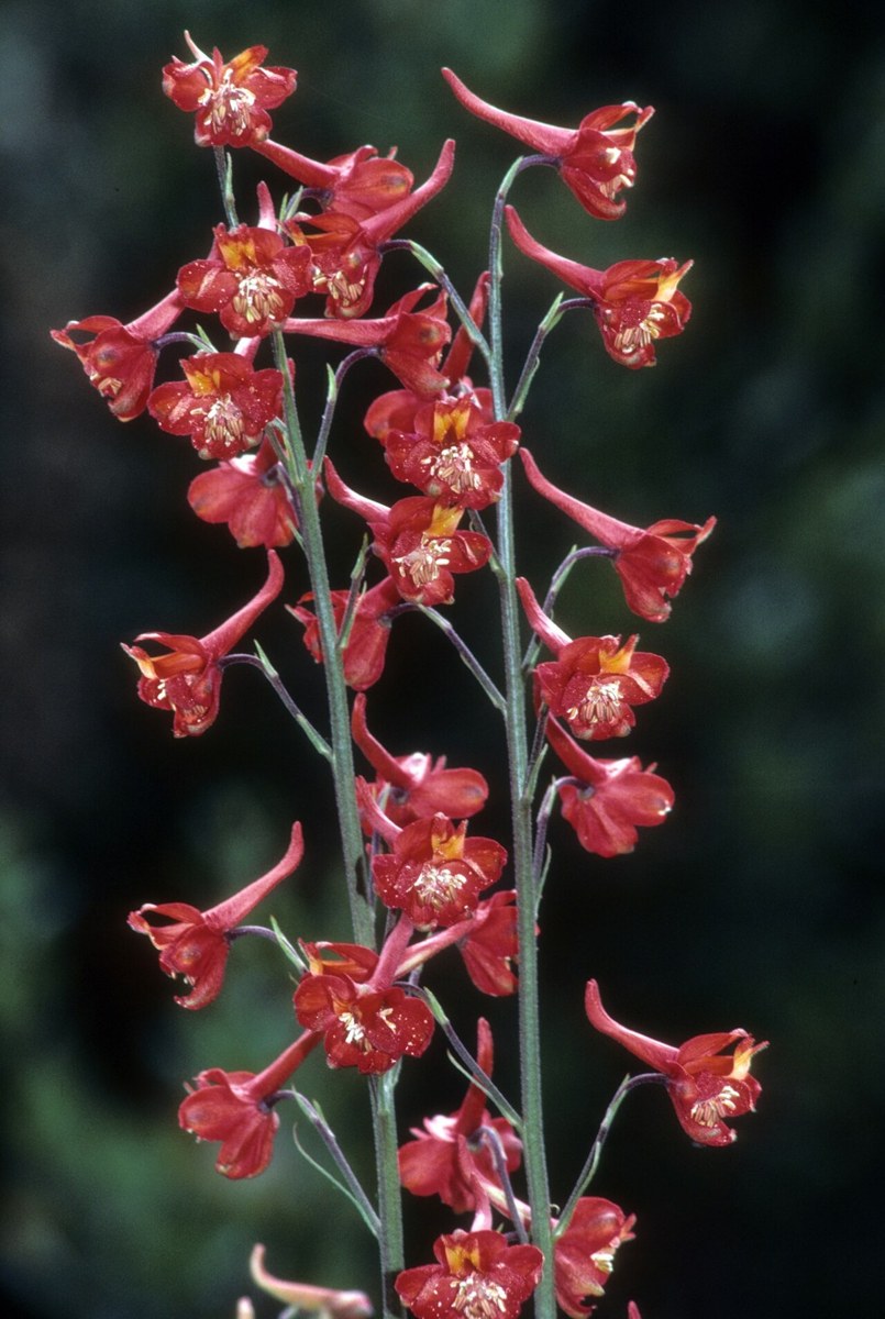 Scarlet Larkspur (Delphinium cardinale) - PlantNative.org Close-up of scarlet larkspur flower spike showing the red spurred flowers in detail