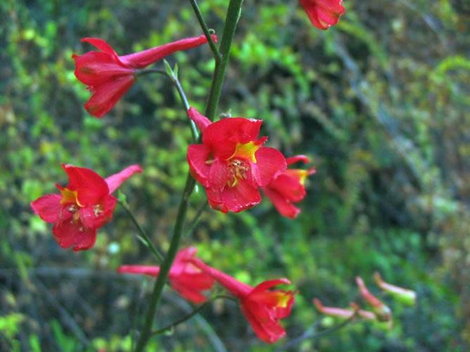 Scarlet Larkspur (Delphinium cardinale) - PlantNative.org Scarlet larkspur flowering stem showing multiple red flowers against green chaparral foliage
