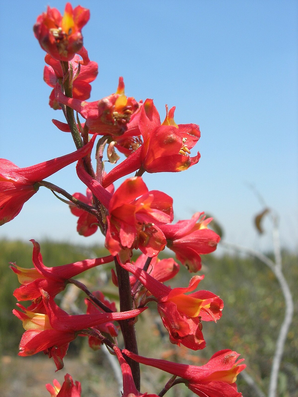 Scarlet Larkspur (Delphinium cardinale) - PlantNative.org Scarlet larkspur (Delphinium cardinale) tall spike of brilliant red flowers with yellow centers against a blue sky