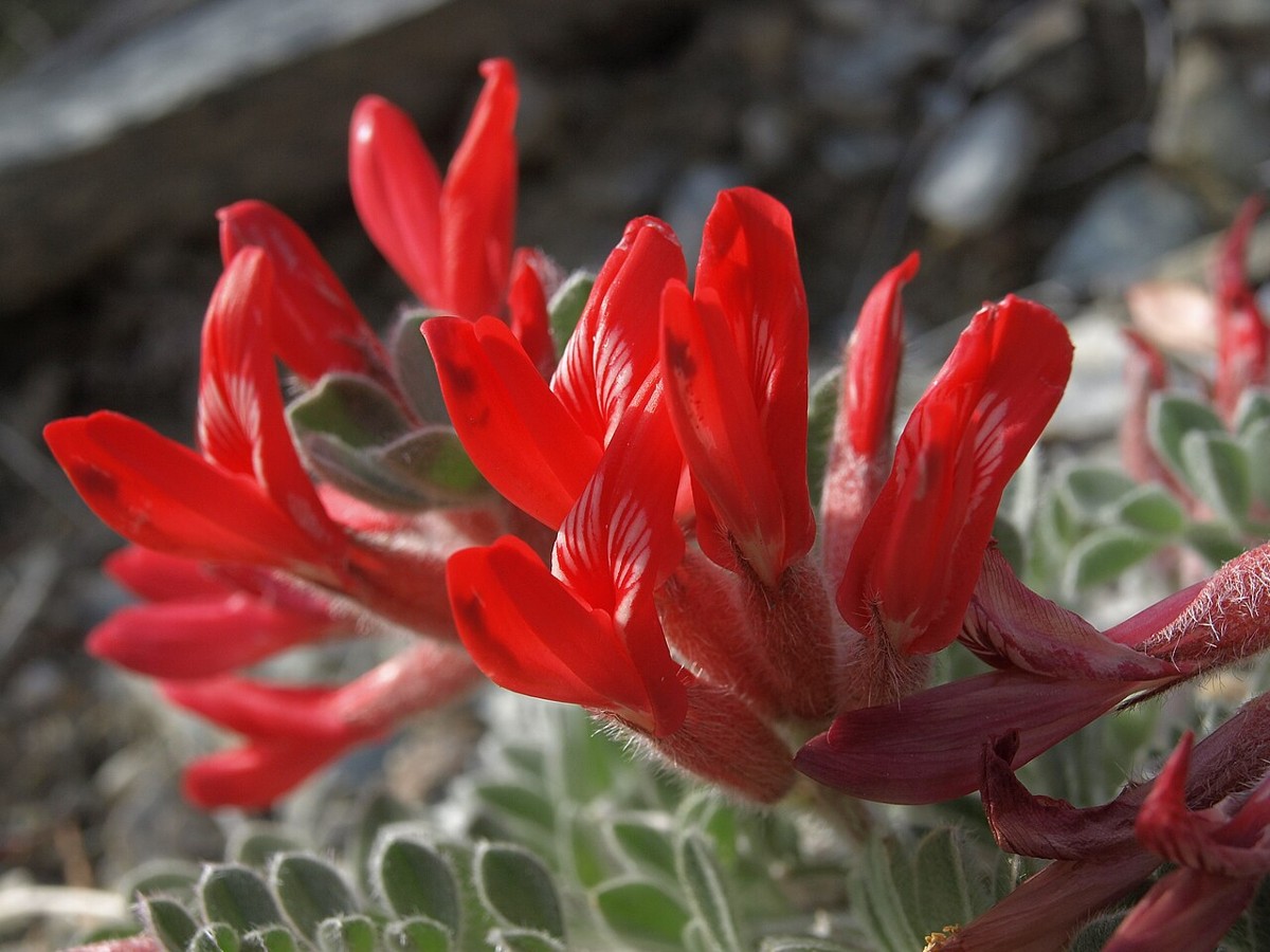 Close-up of scarlet locoweed (Astragalus coccineus) tubular red flowers showing the curved pea-flower shape adapted for hummingbird pollination