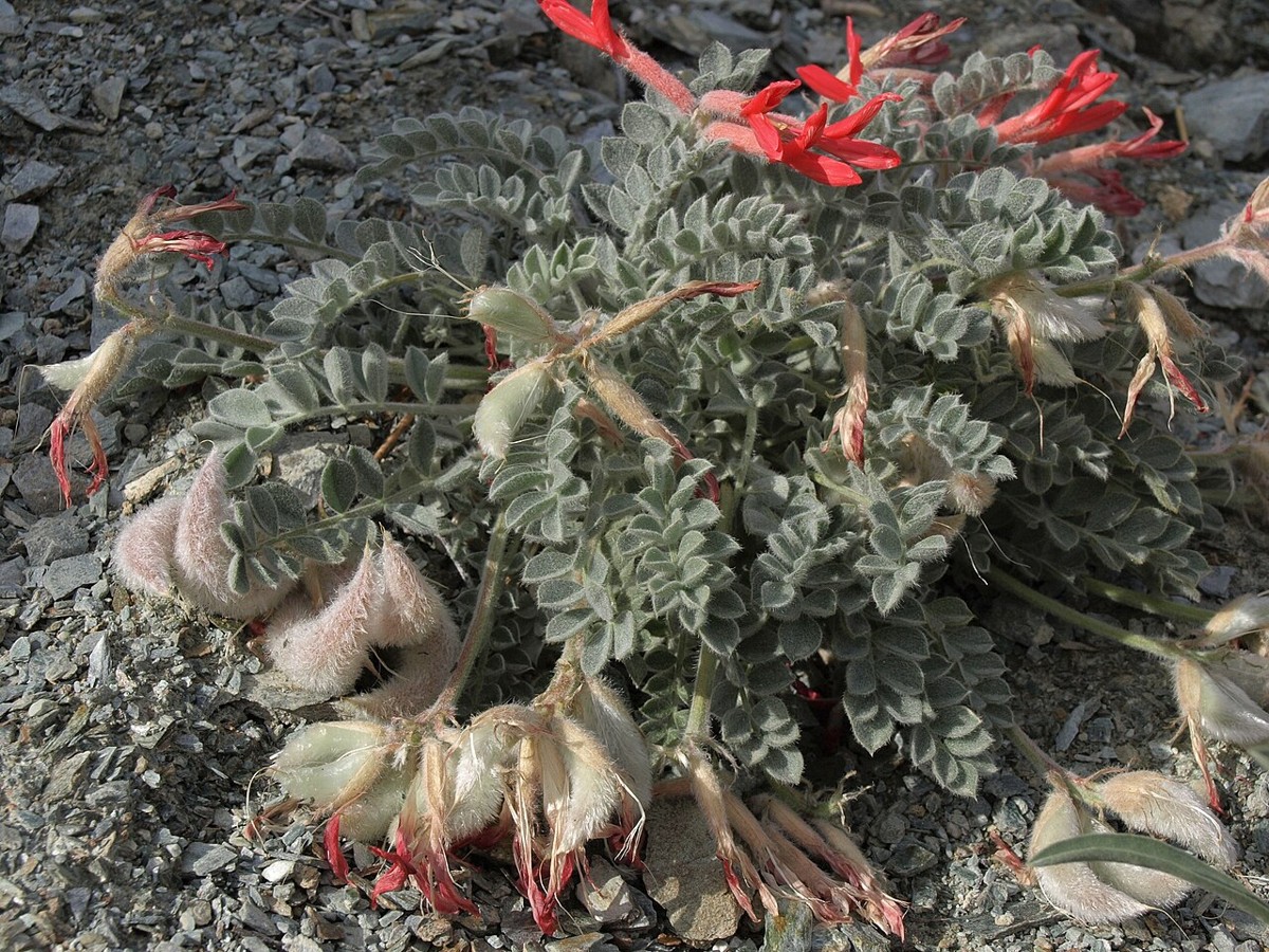 Scarlet locoweed (Astragalus coccineus) plant with silvery-haired foliage, red flowers, and plump woolly seed pods