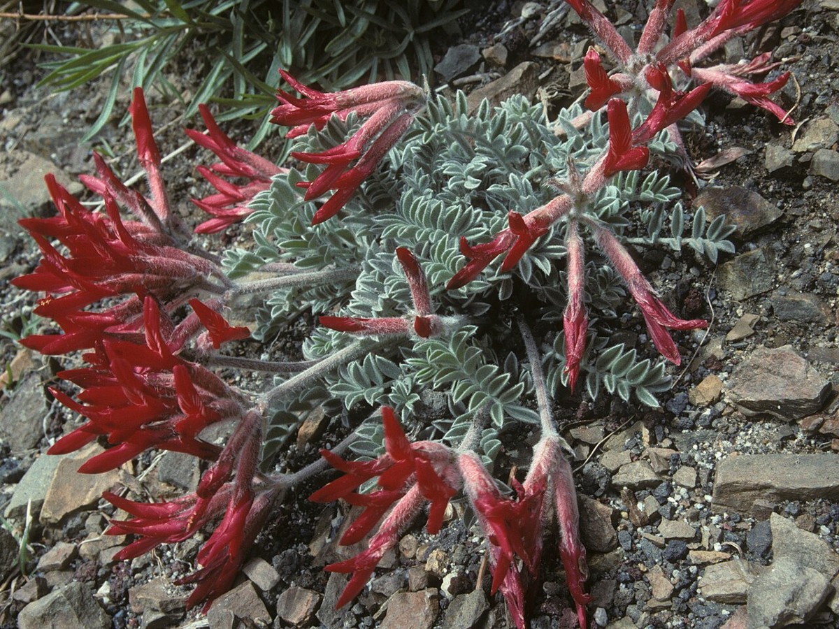 Scarlet locoweed (Astragalus coccineus) low silvery-haired mat with clusters of bright red pea-shaped flowers growing among desert gravel