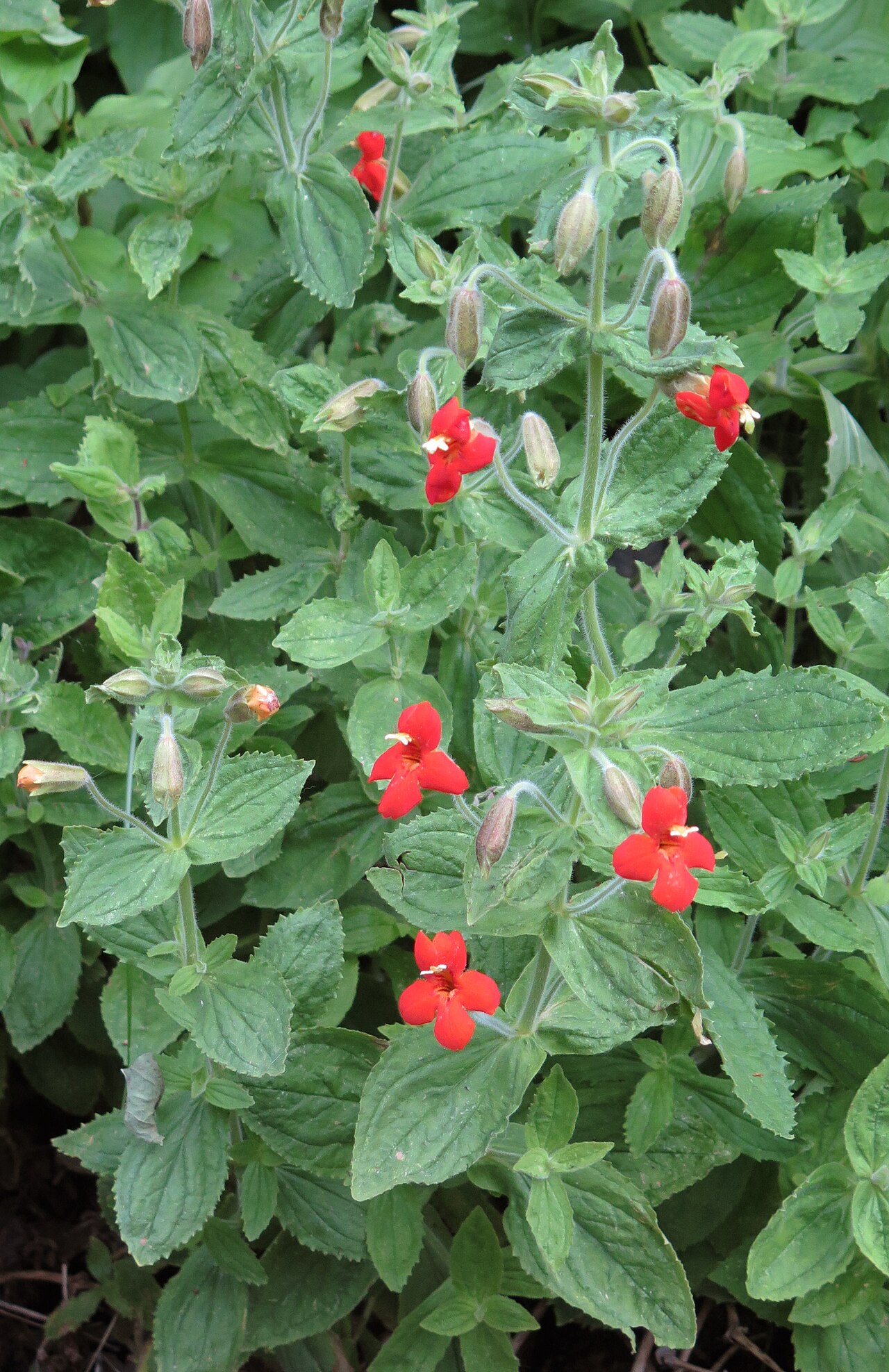 Scarlet Monkeyflower (Erythranthe cardinalis) - PlantNative.org Scarlet monkeyflower (Erythranthe cardinalis) plant with clusters of bright red, reflexed flowers and toothed green leaves