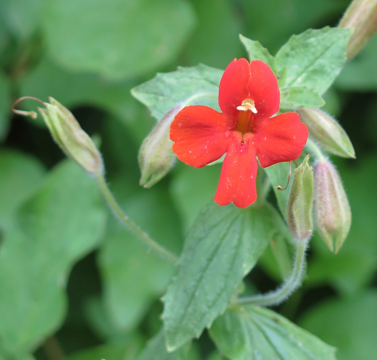Scarlet Monkeyflower (Erythranthe cardinalis) - PlantNative.org Close-up of a single scarlet monkeyflower (Erythranthe cardinalis) flower showing its strongly reflexed red petals and protruding stamens