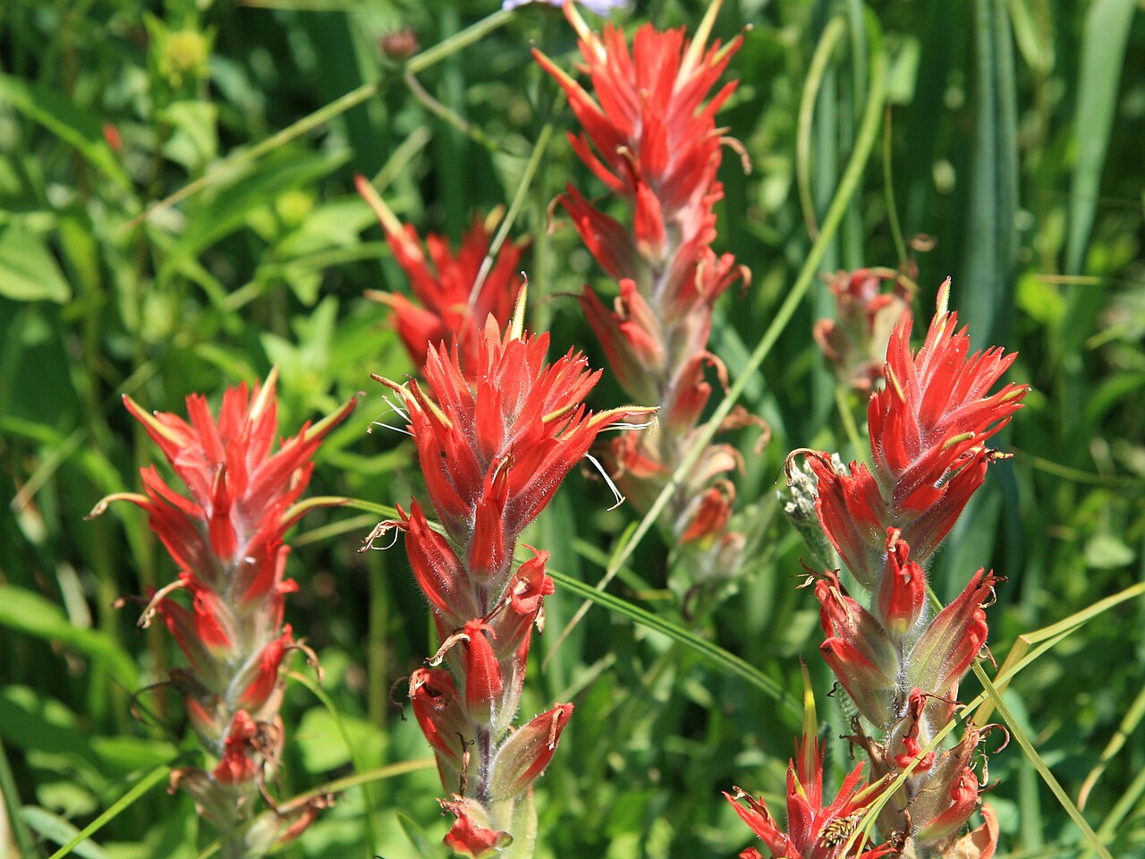 Close-up of Scarlet Paintbrush (Castilleja miniata) flower spikes showing dense, bottlebrush-like red bracts