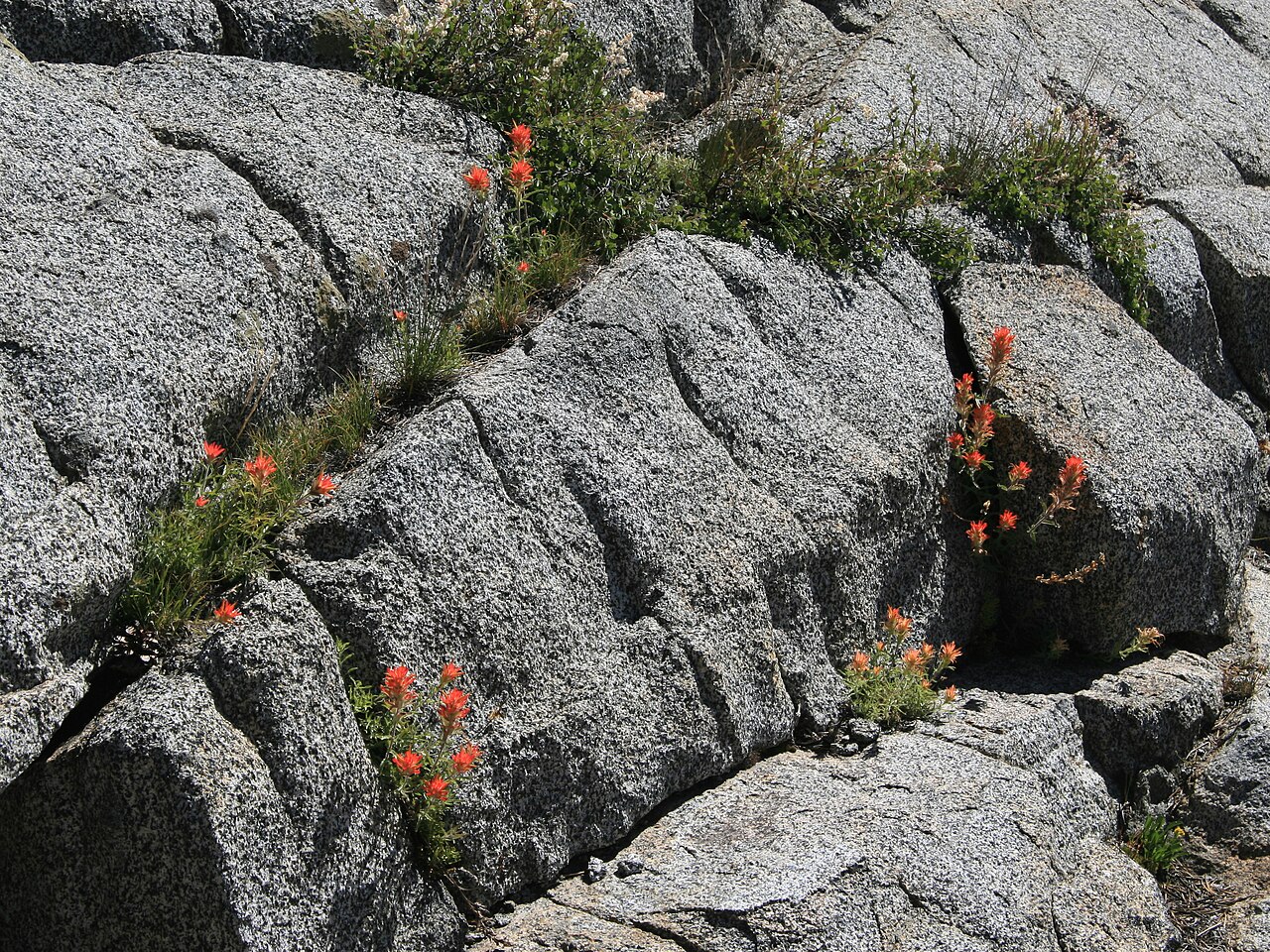 Scarlet Paintbrush (Castilleja miniata) growing in granite rock cracks in the Sierra Nevada, Ansel Adams Wilderness