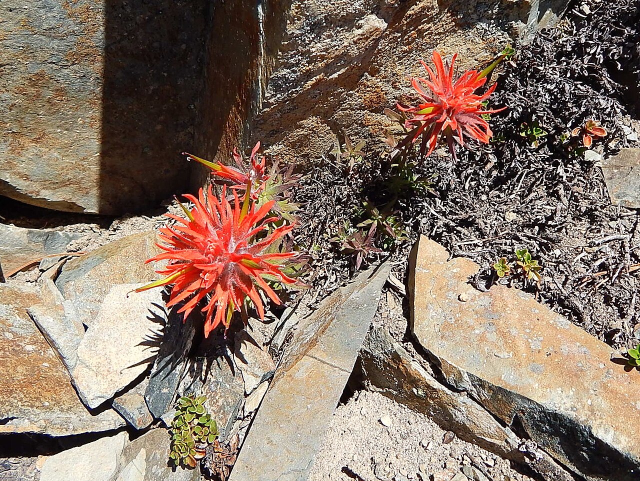 Scarlet Paintbrush (Castilleja miniata) flowering among rock on Sourdough Ridge, Mount Rainier National Park