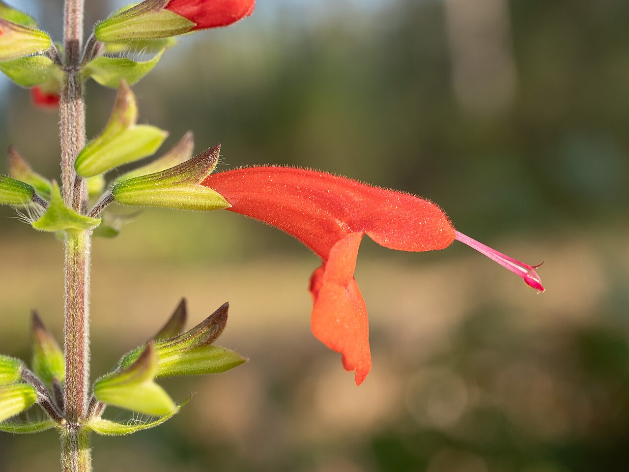Scarlet Sage (Salvia coccinea) - PlantNative.org Close-up of a scarlet sage (Salvia coccinea) flower showing the hairy red corolla and long exserted style