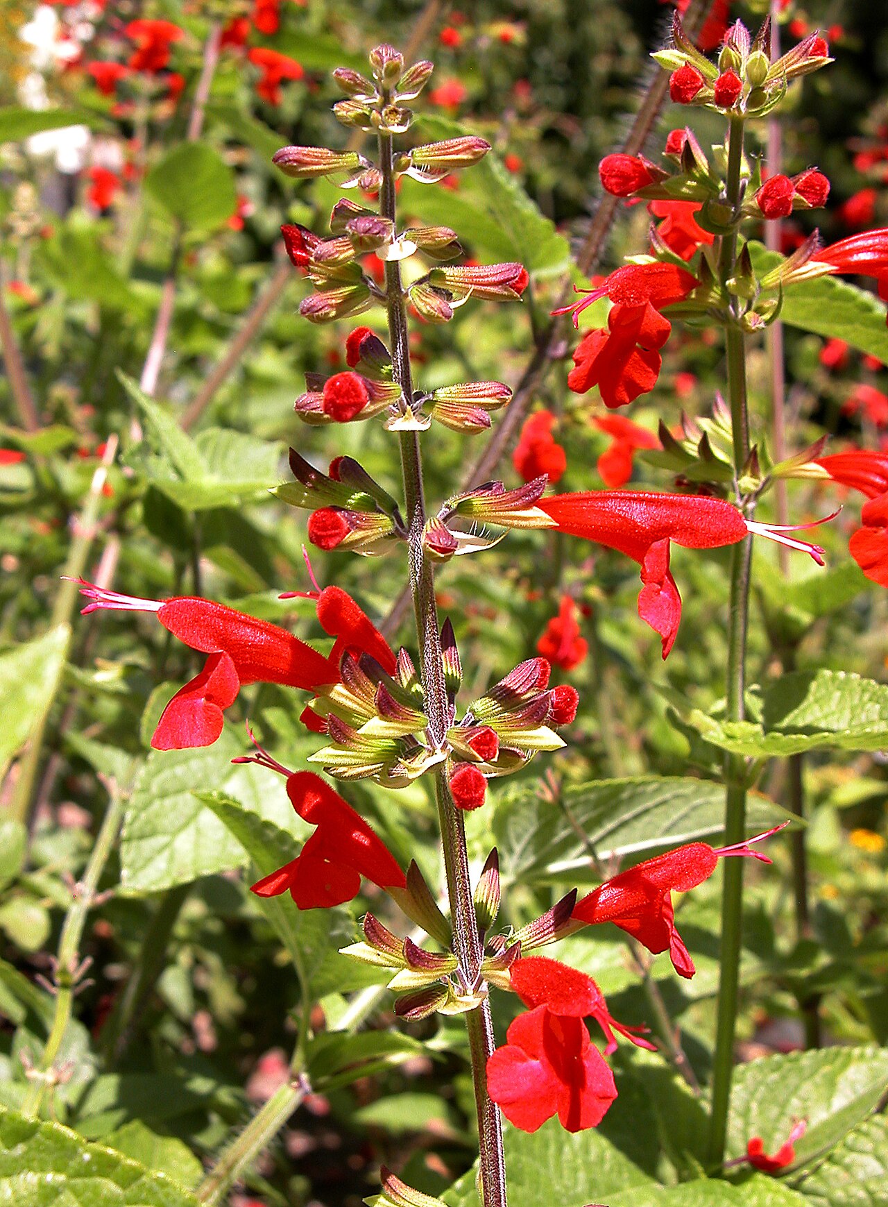 Scarlet Sage (Salvia coccinea)