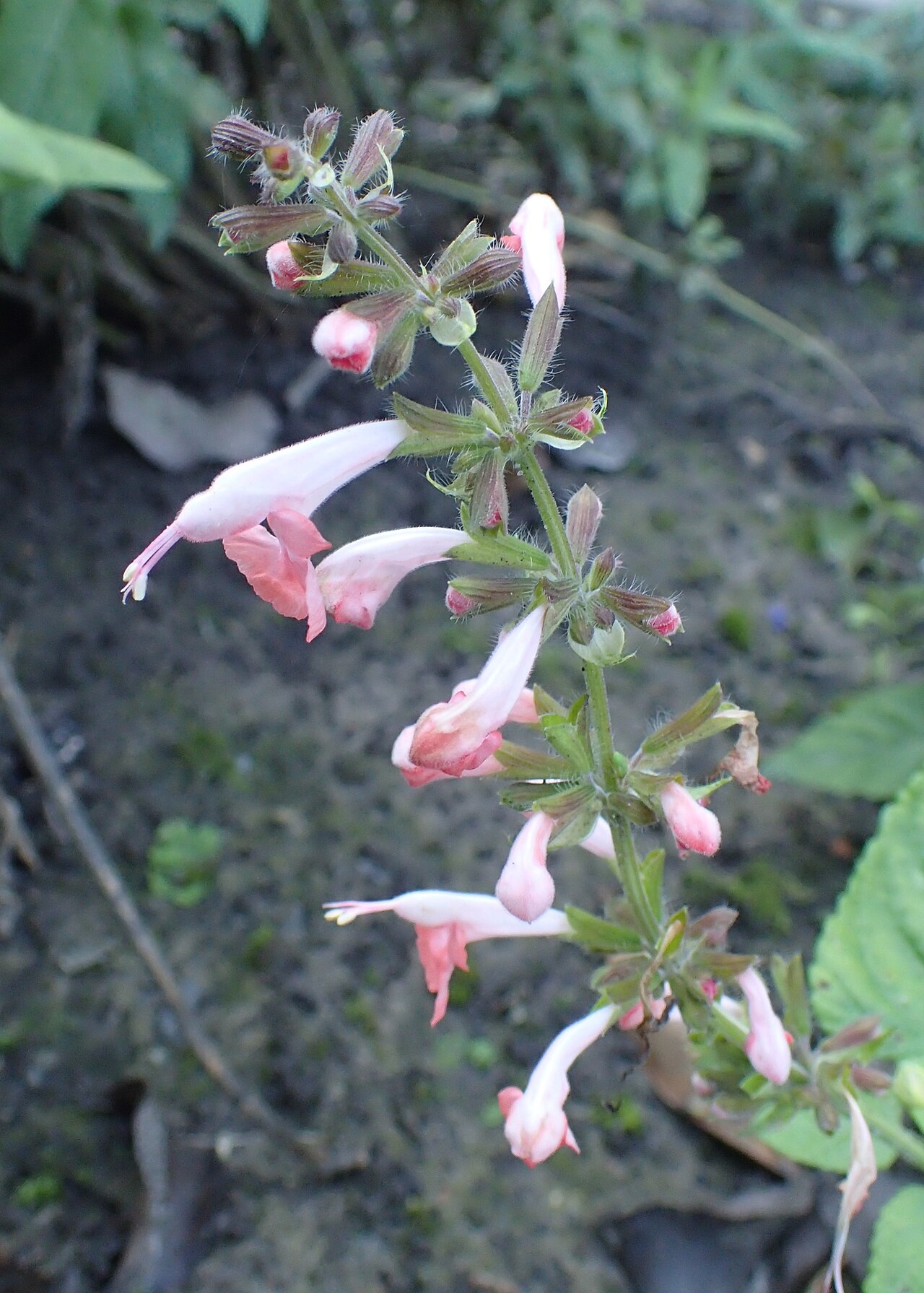 Scarlet Sage (Salvia coccinea) - PlantNative.org Pale pink flowering form of scarlet sage (Salvia coccinea) showing natural color variation