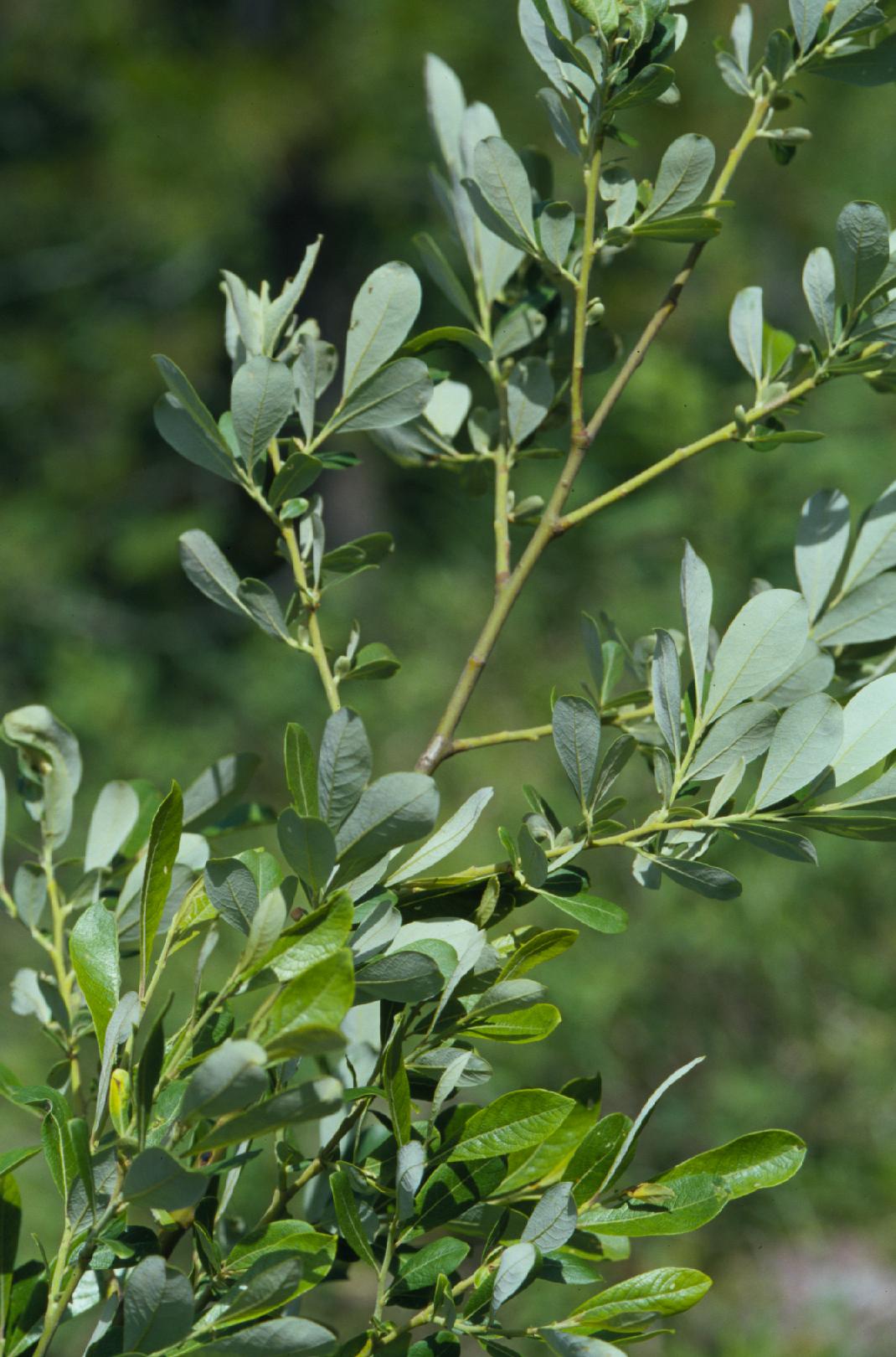 Branch of Scouler's willow (Salix scouleriana) showing the silvery undersides of the oblong leaves